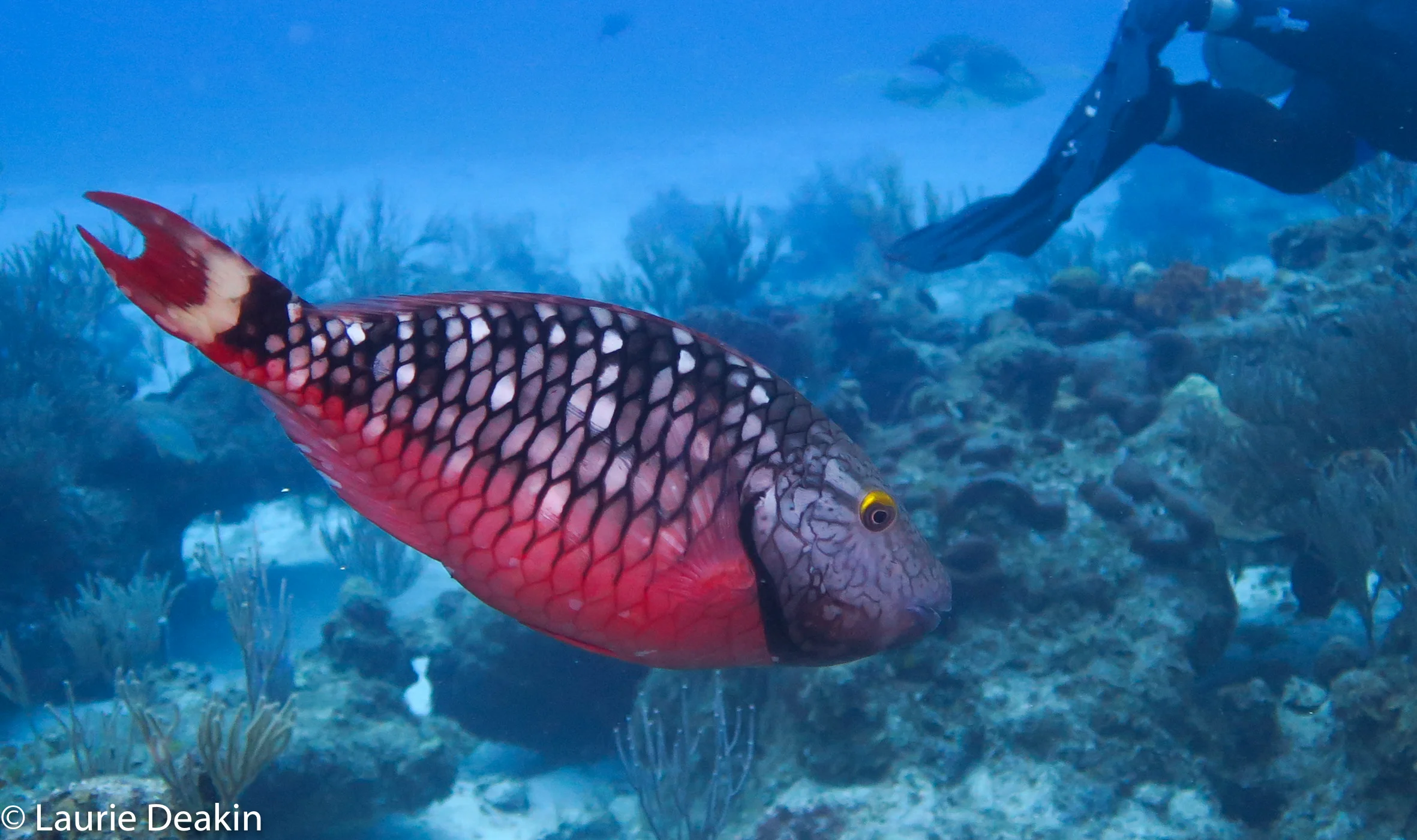 Cozumel 2019 April--11.jpg