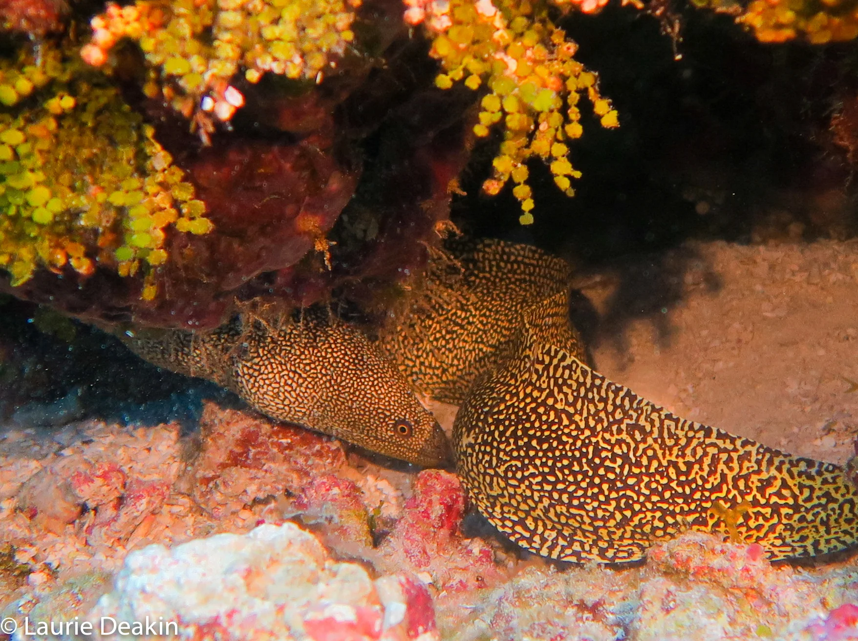 Cozumel 2019 April--17.jpg