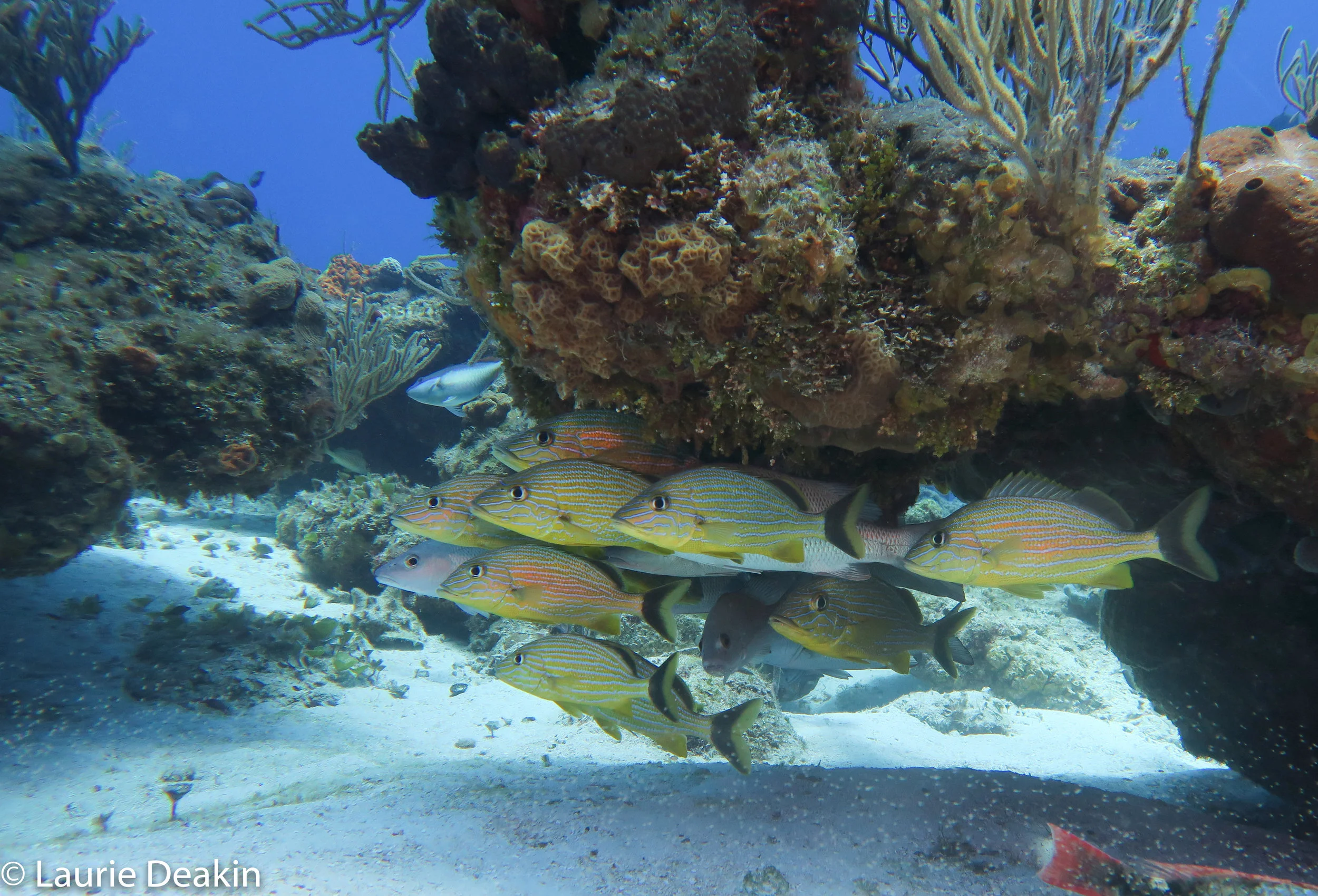 Cozumel 2019 April--21.jpg