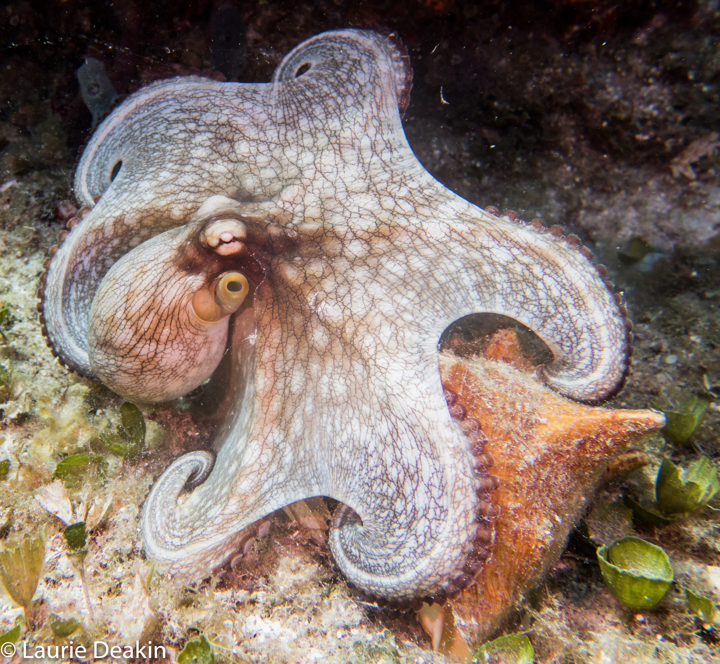 Cozumel 2019 April--30.jpg
