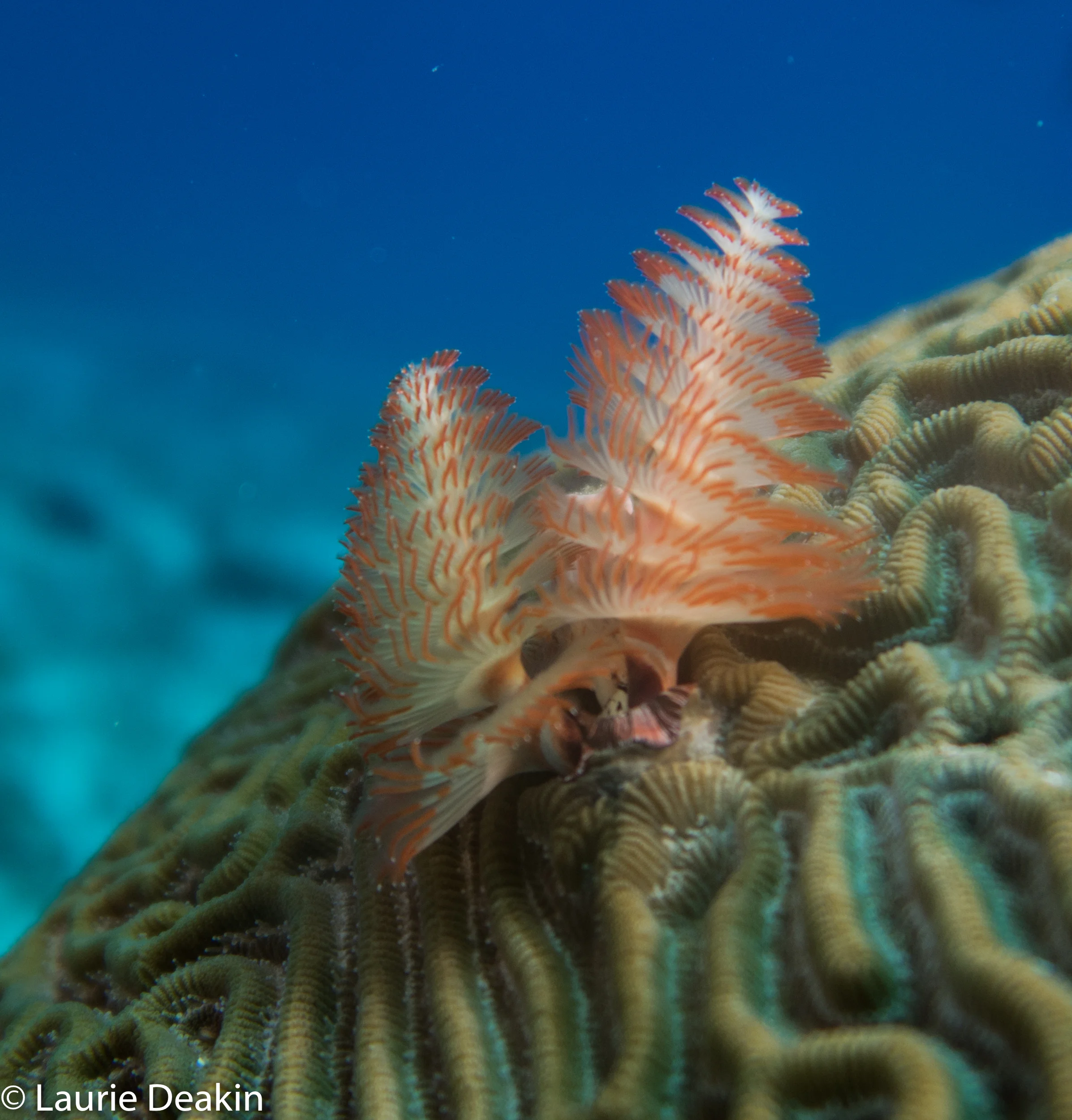 Cozumel 2019 April--37.jpg