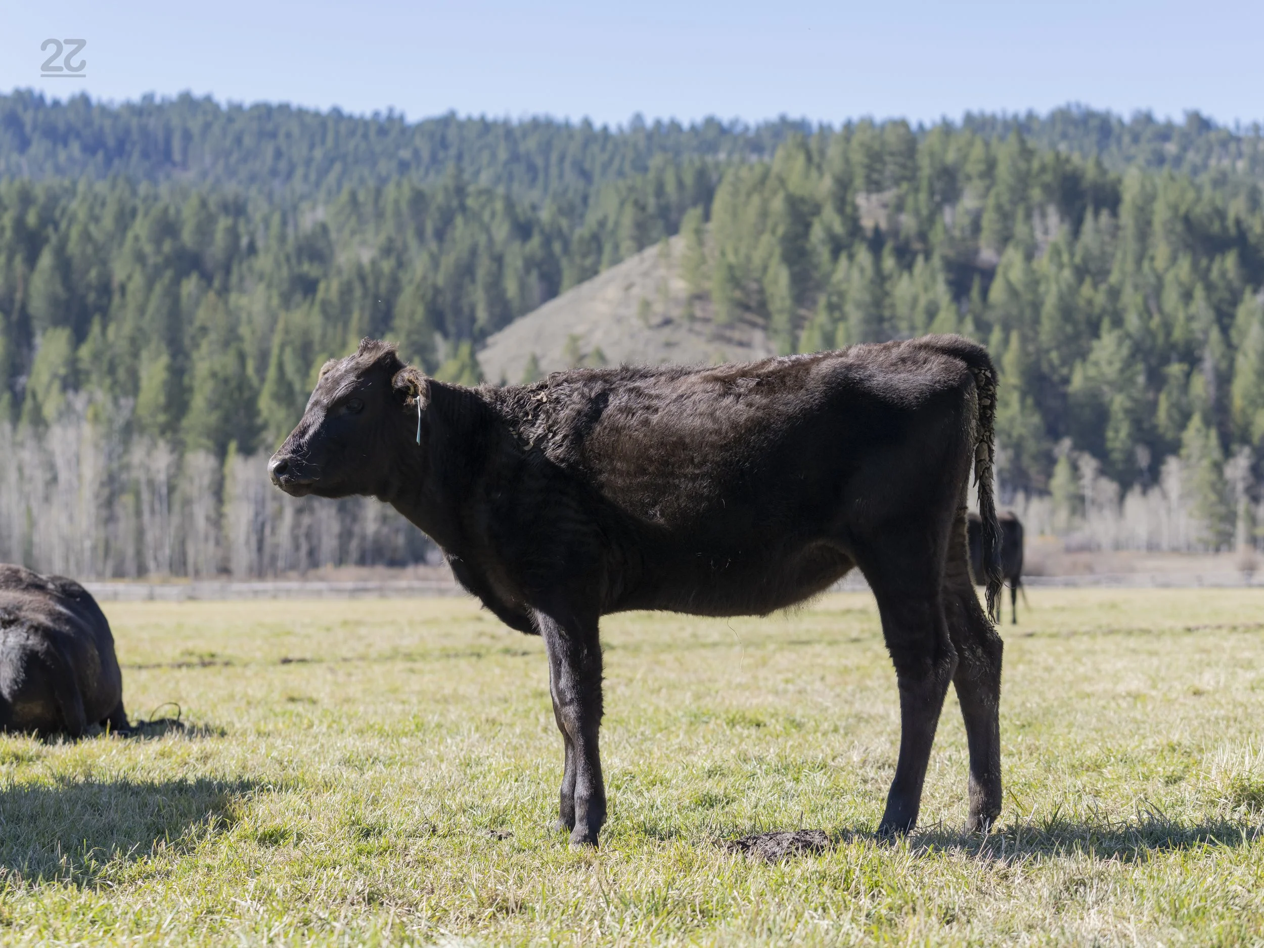 Ms P28 - AA10 Dehorned Heifer