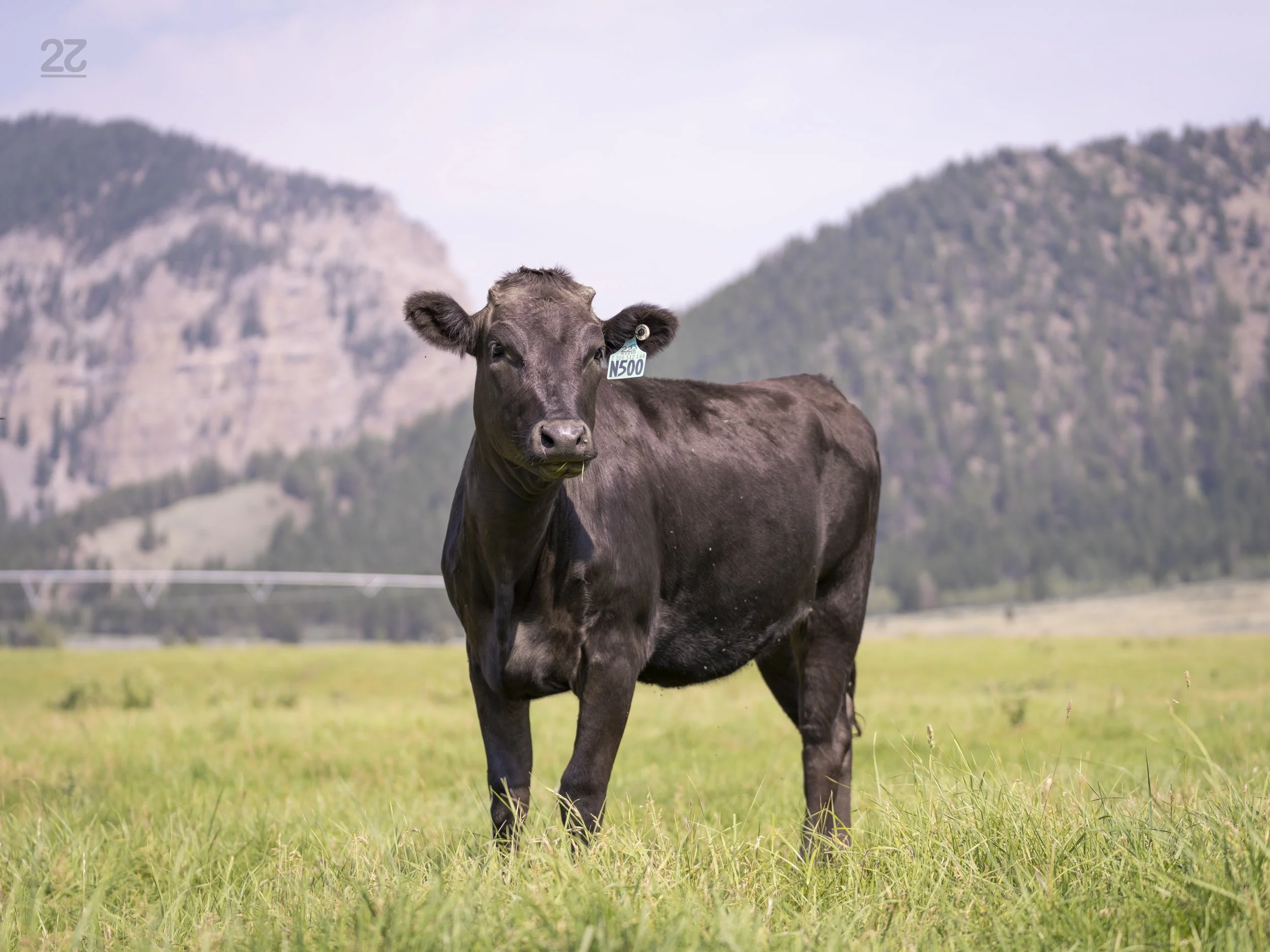 YAMABUSHI N500 - BRED HEIFER