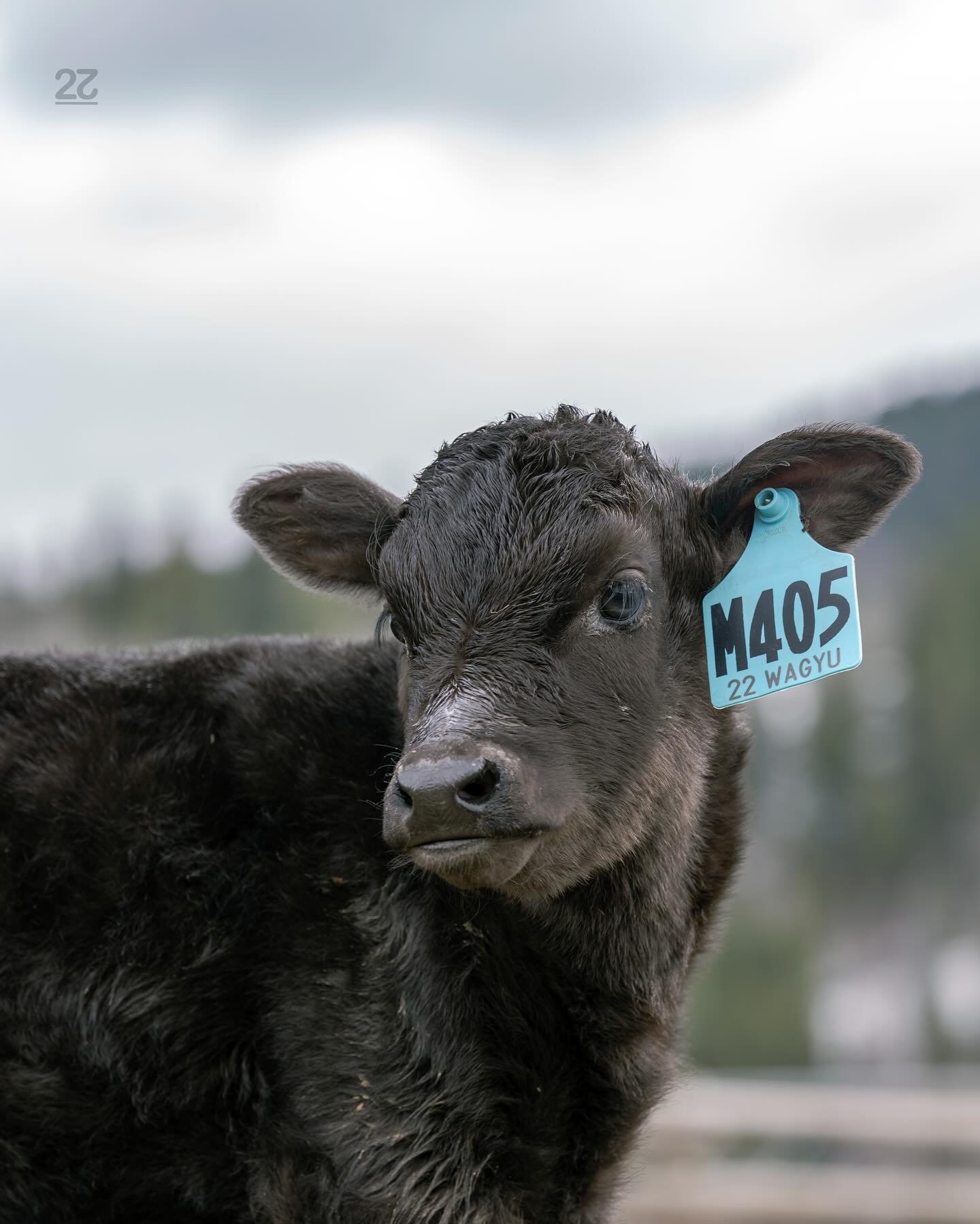 M405 is our Eclipse Baby. Her registered name will be 22 Nisshoku M405. &ldquo;Nisshoku&rdquo; is Japanese for &ldquo;Solar Eclipse&rdquo;, which happened here in the United States on the day she was born! #wagyu #22 #22wagyu #22genetics