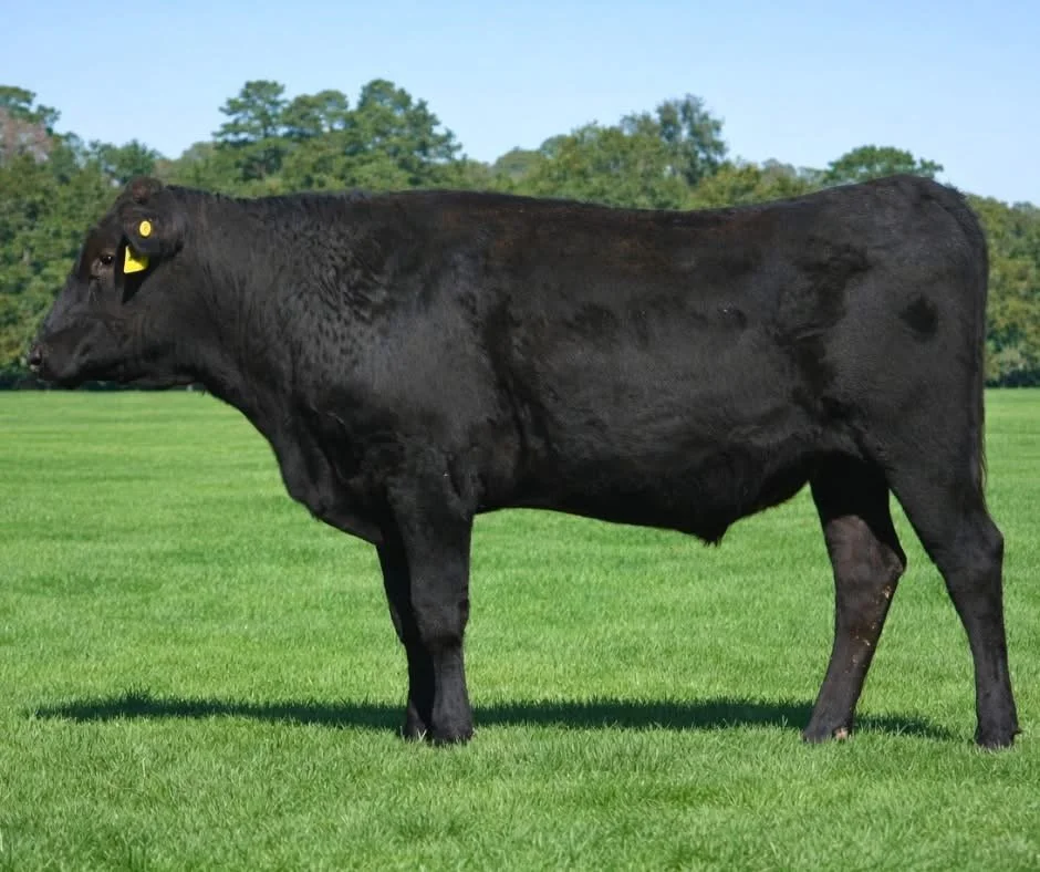 Acquisition of Elite Fullblood Wagyu Herd Sire