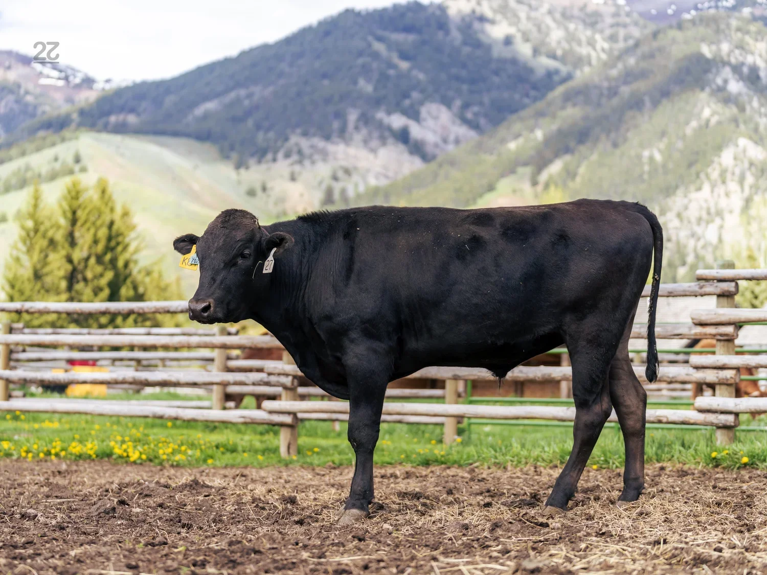 Bar R K84 - 100% Wagyu Bull For Sale