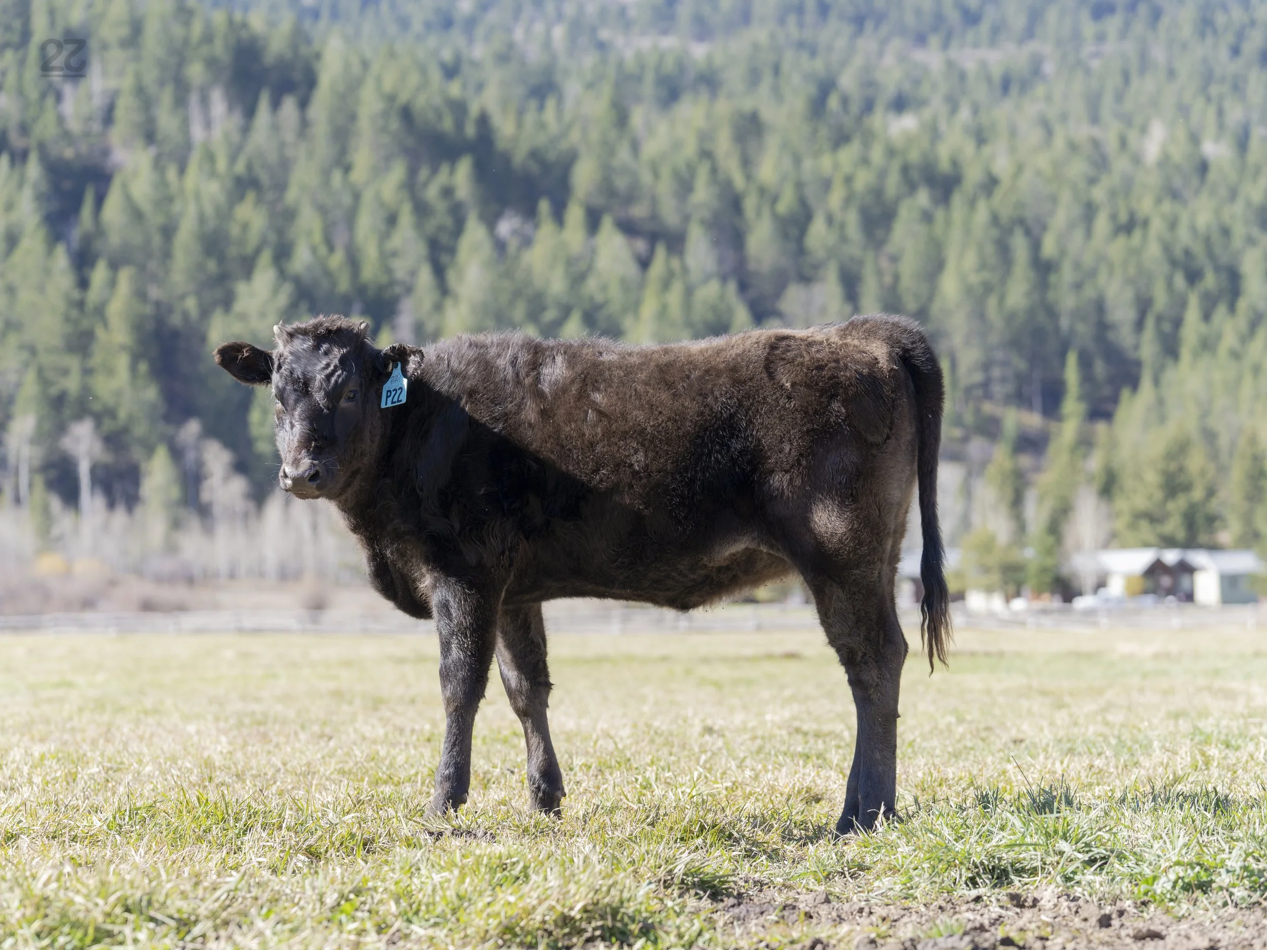 Ms P22 - AA7 Top Heifer