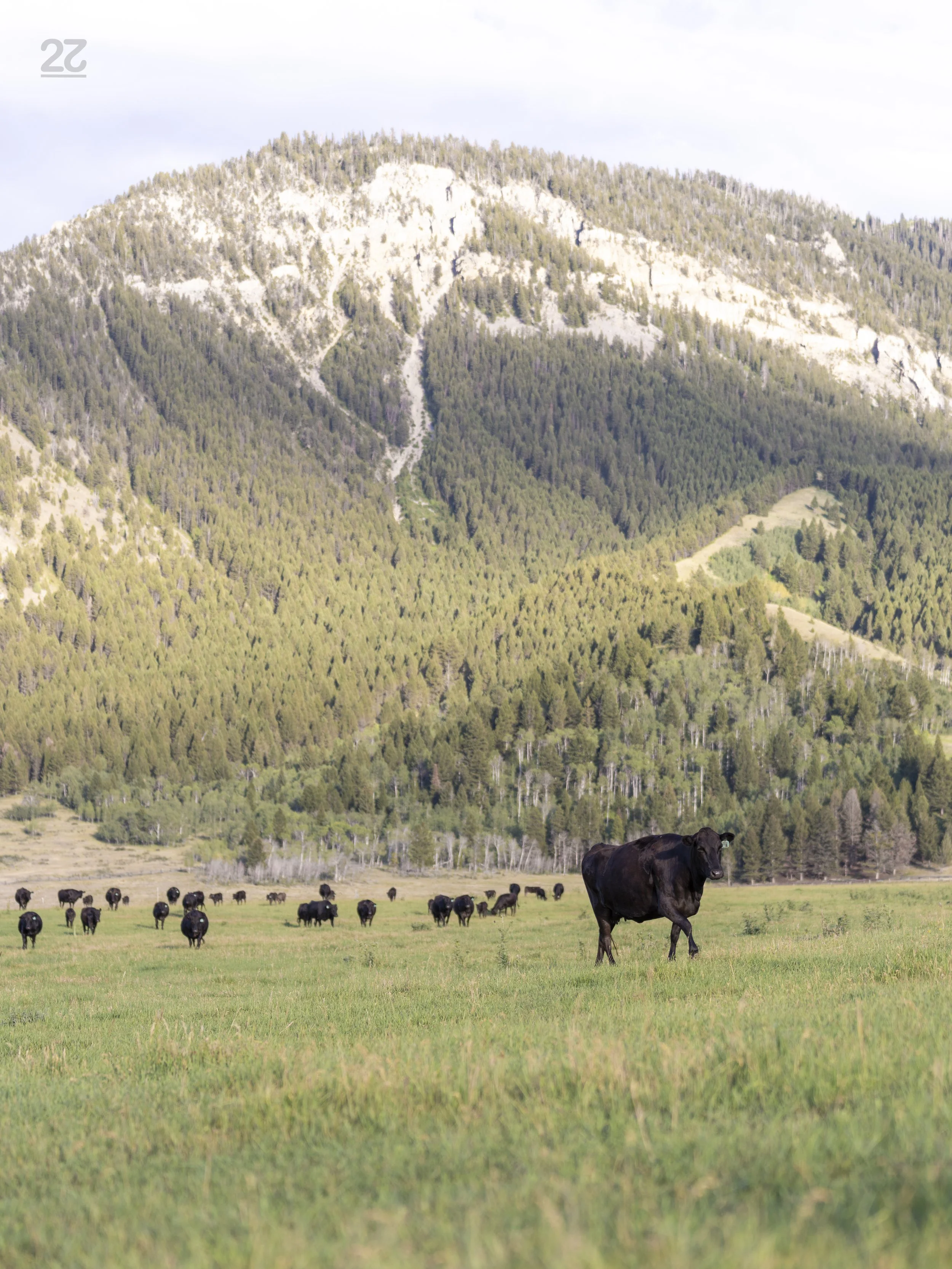 Beaver Mountain