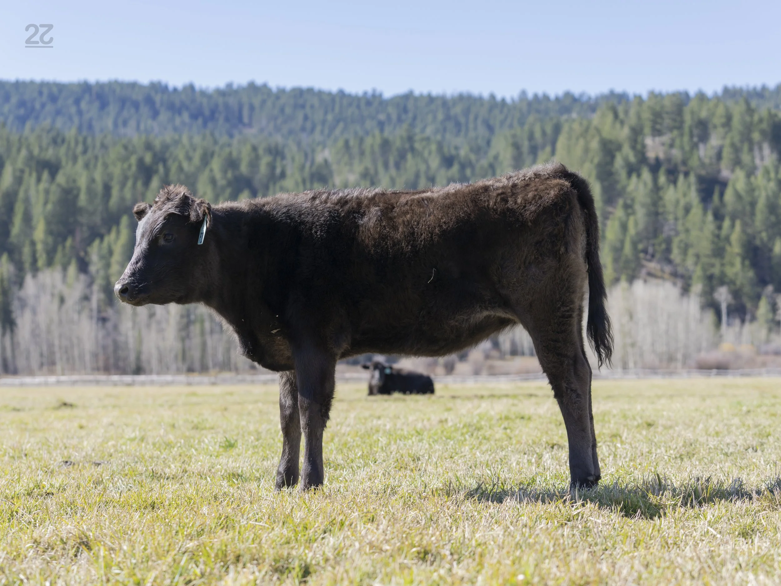 Ms P20 - AA7 Heifer