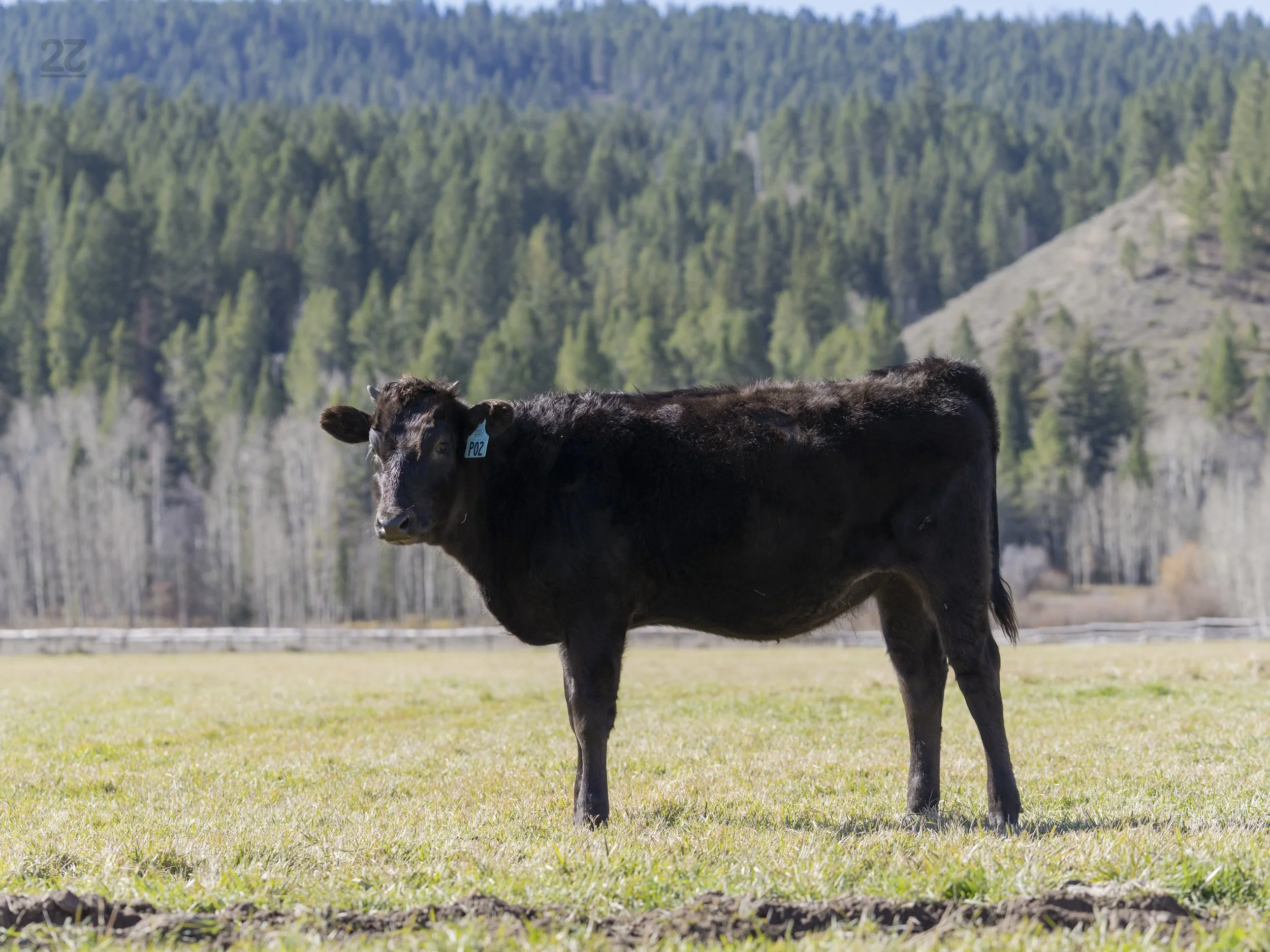 Ms P02 - AA7 Top Heifer