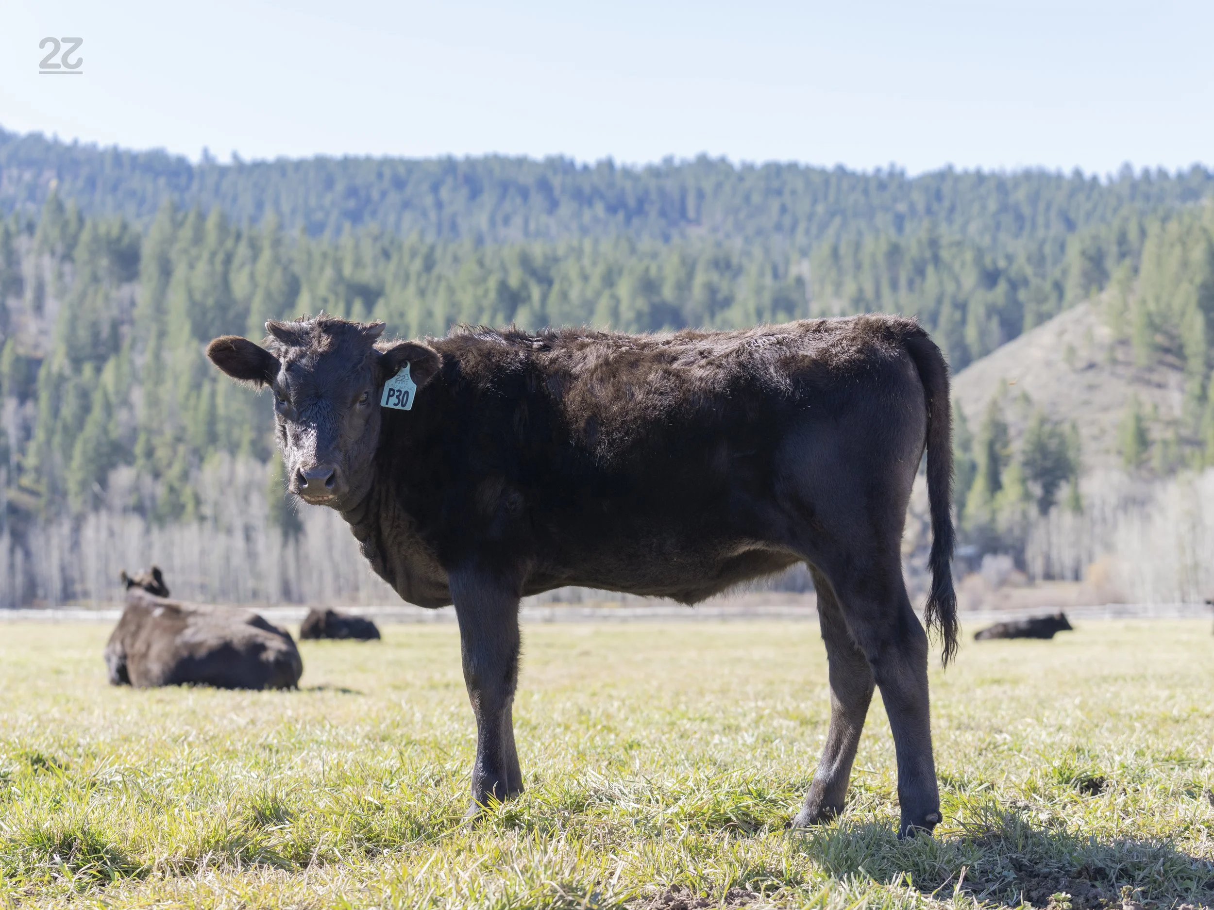 Ms P30 - AA7 Heifer