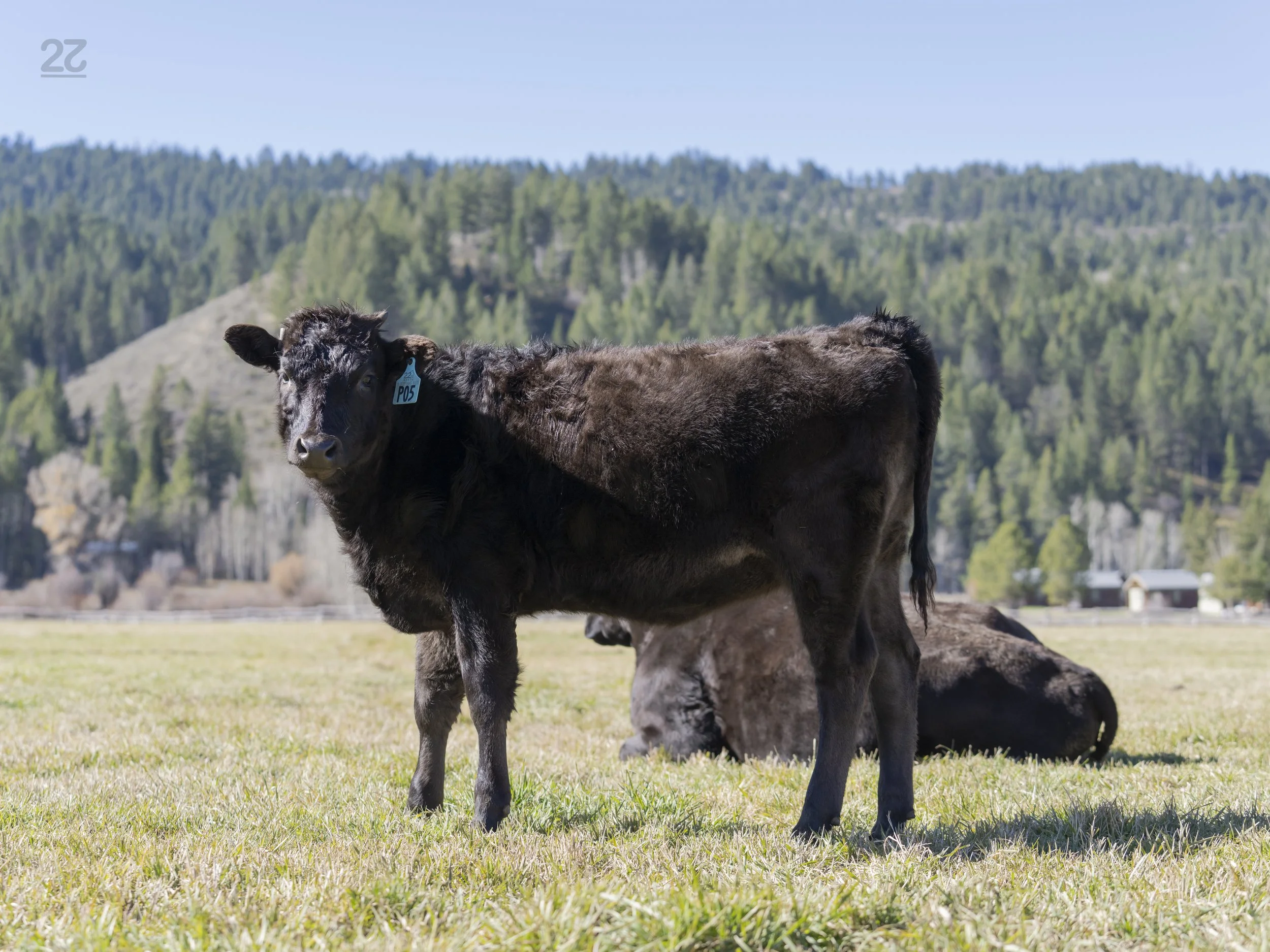 Ms P05 - AA10 Heifer