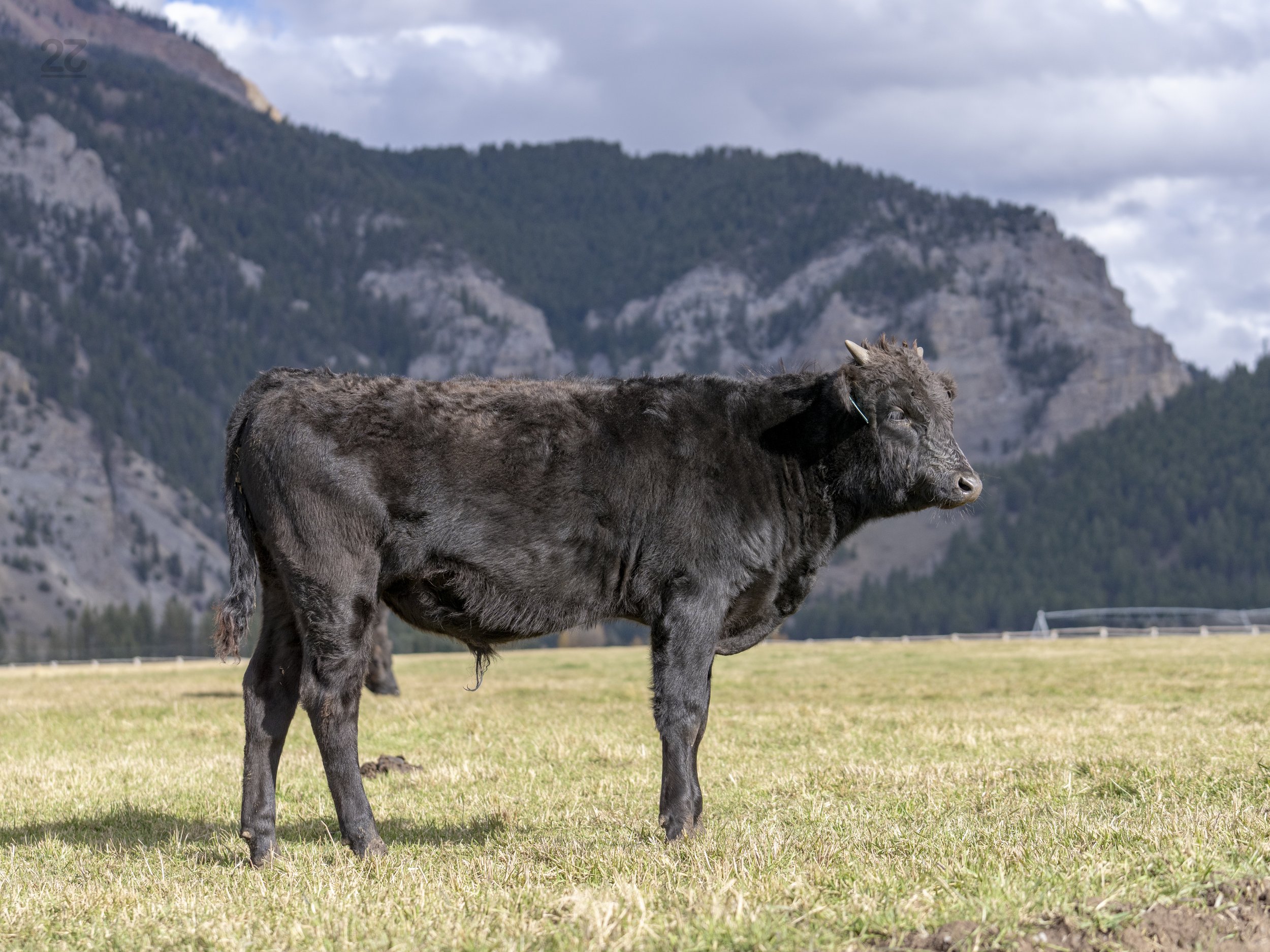 FB142213 - 22 WAGYU P11