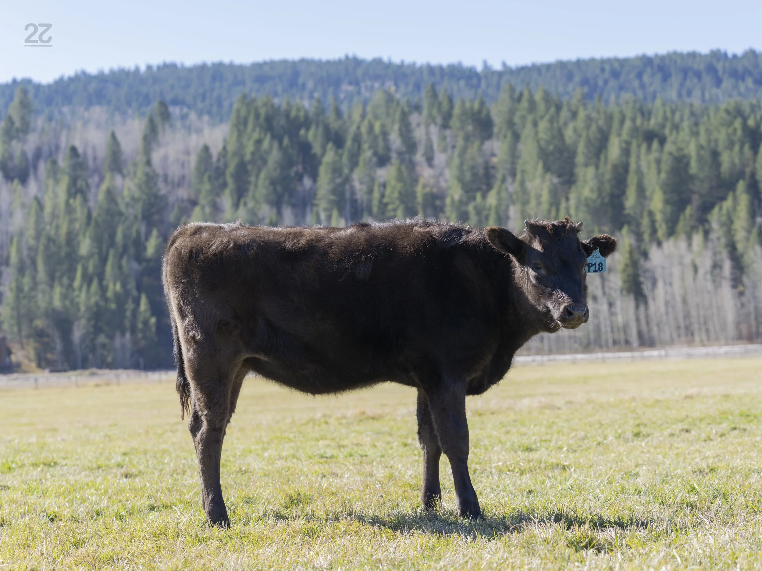 Ms P18 - AA7 Heifer