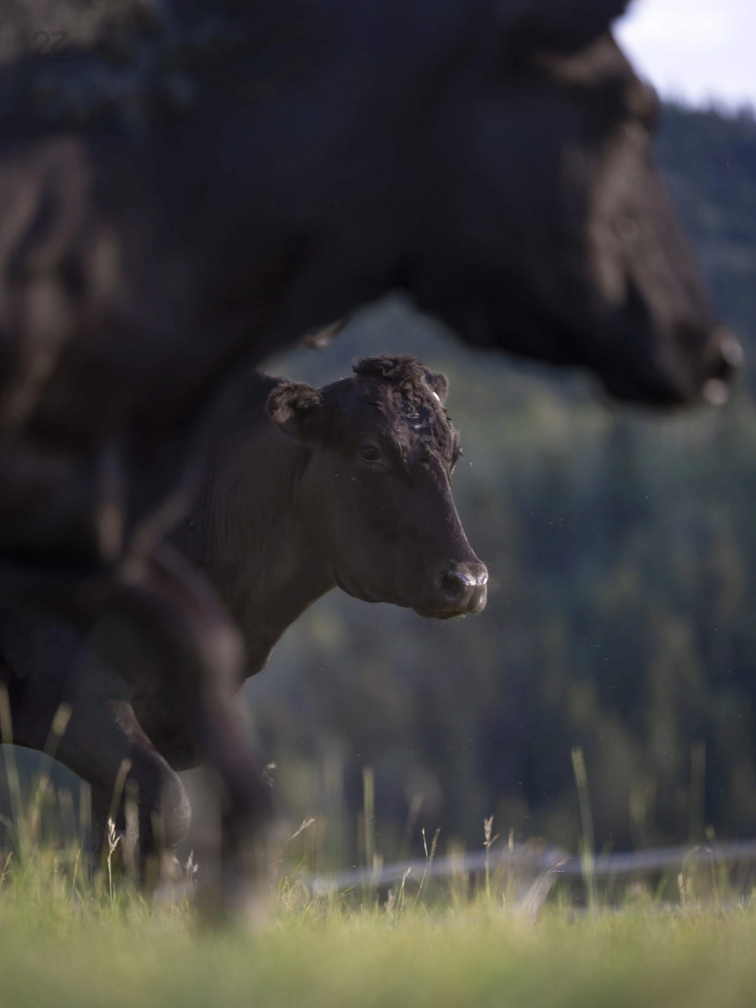 Cowtline Momma