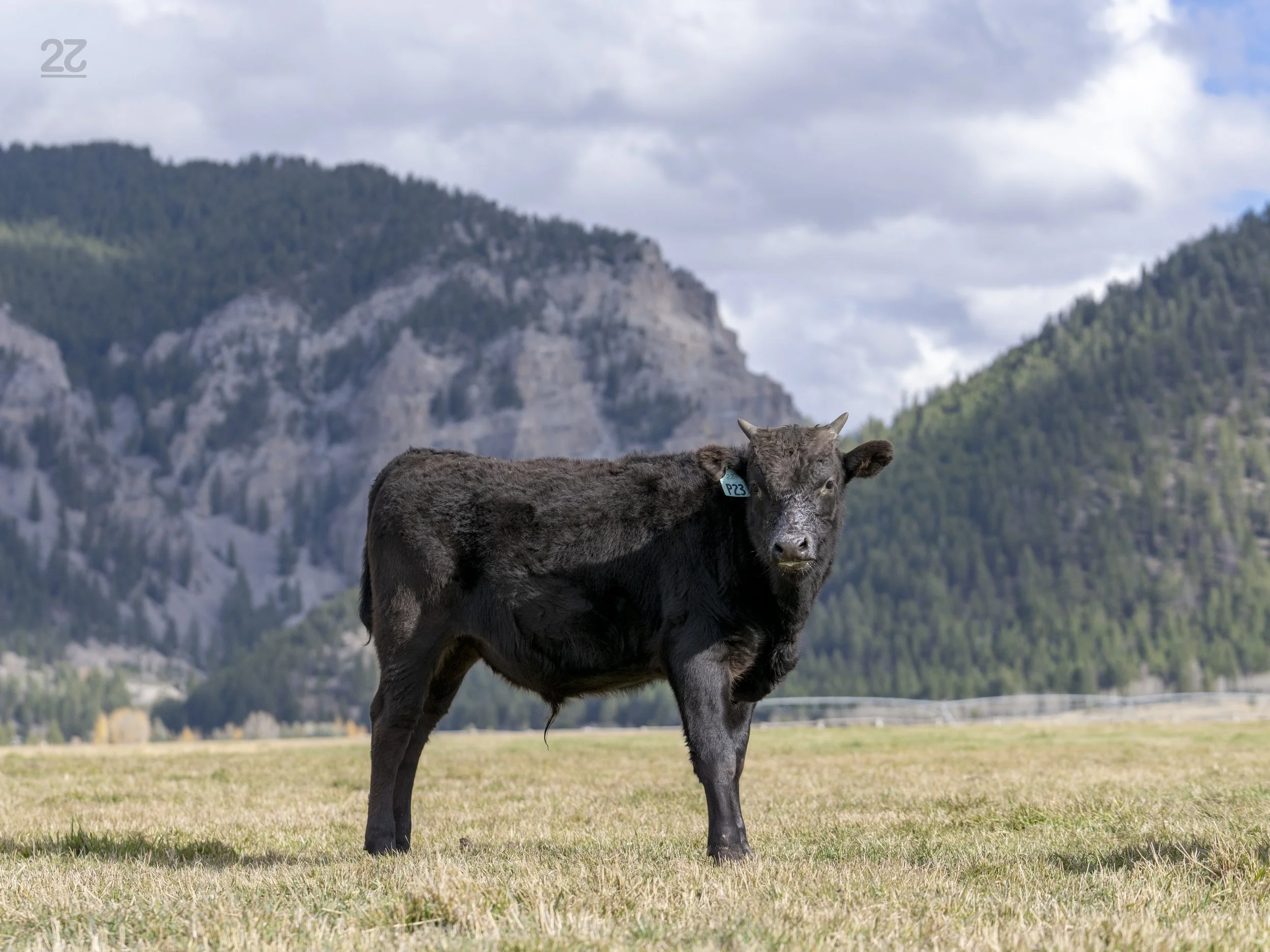 FB142225 - 22 WAGYU P23