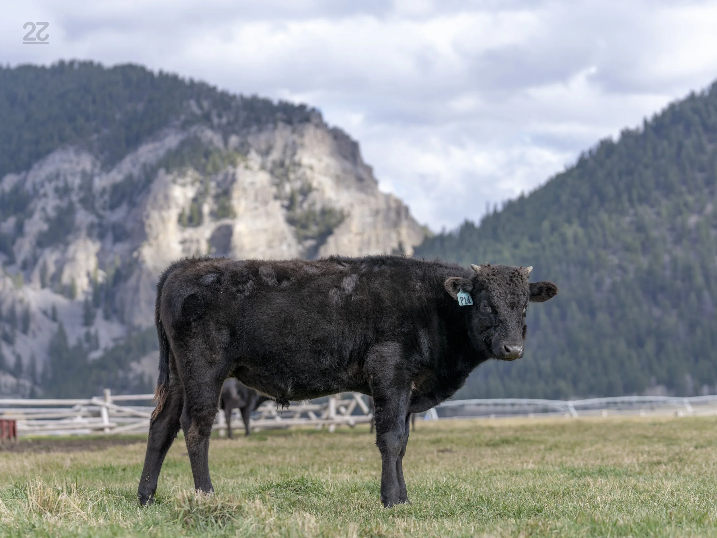 FB142216 - 22 WAGYU P14
