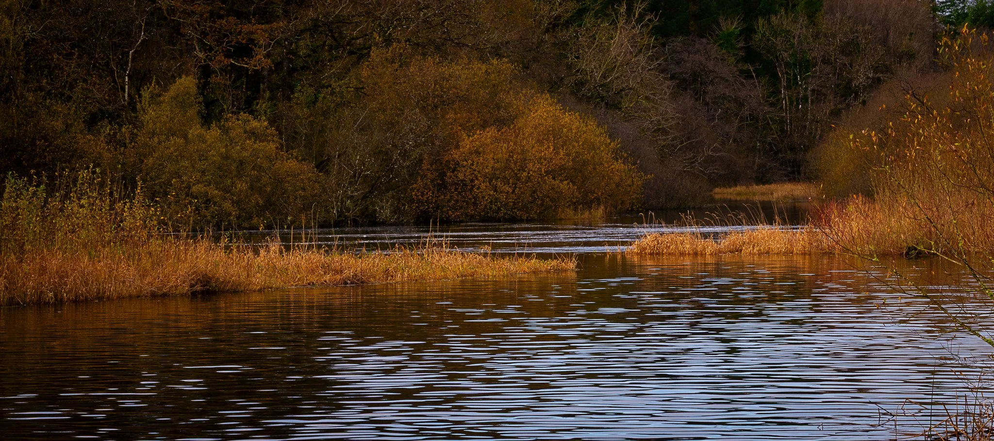 Contemplating River Cong