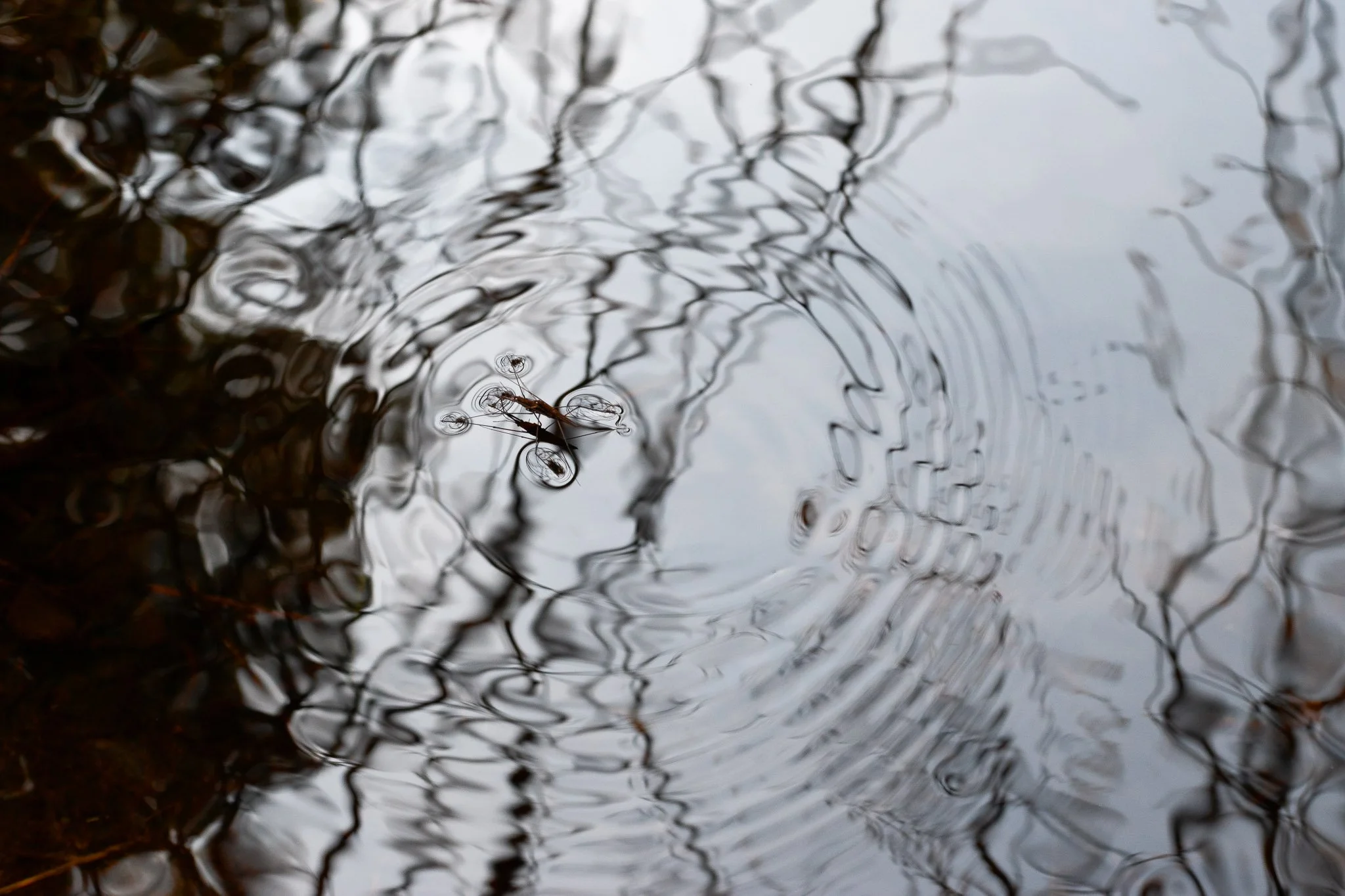 Mating Pond Skaters