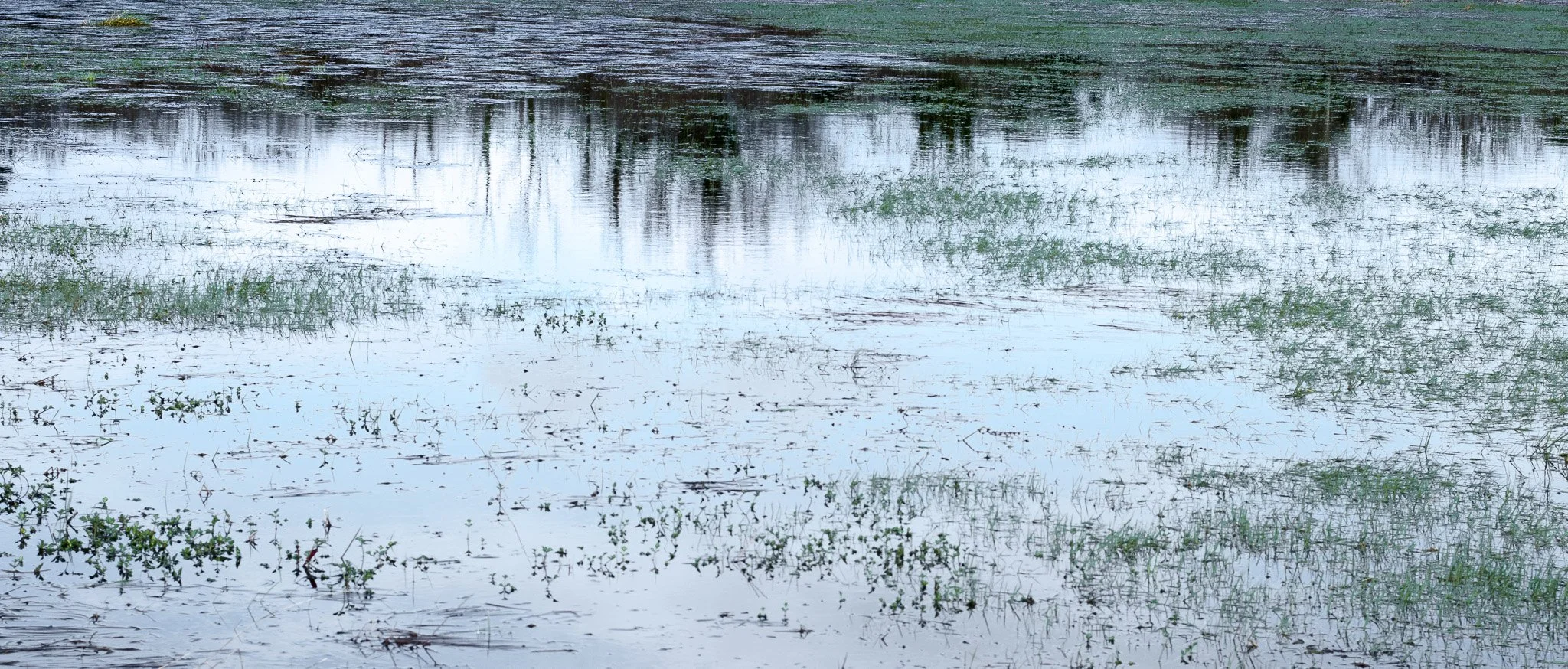 Flooded grass