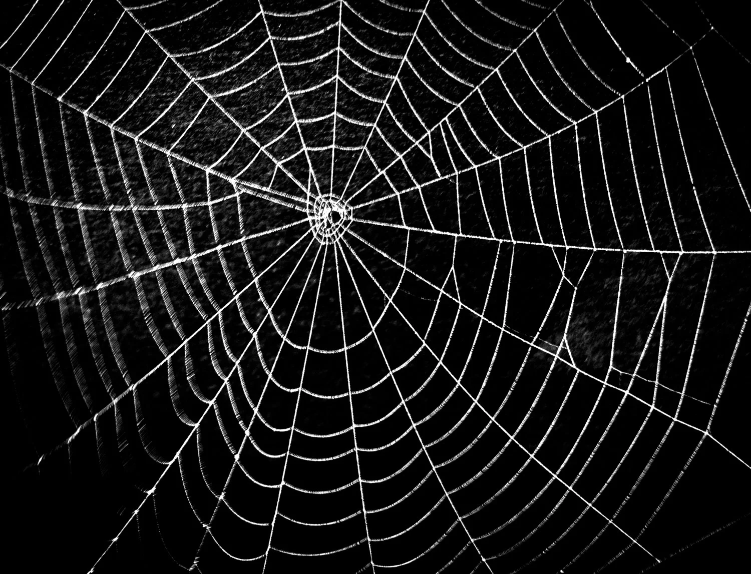 Spider web can be quited strong, expansive and elastic. The structure system of the spider web can take a lot of force and even if some parts failed, the system can still function.