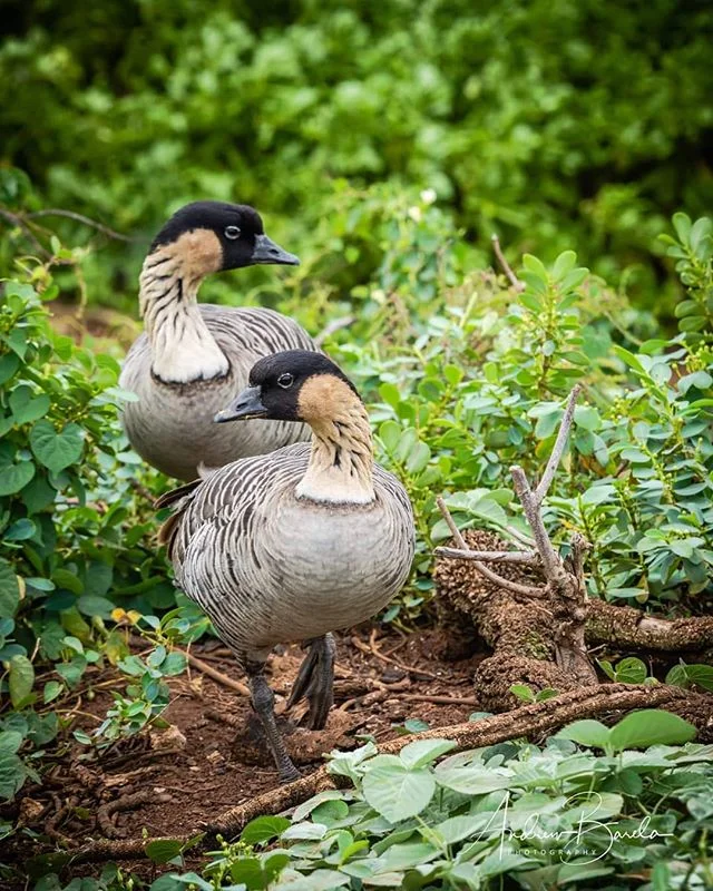 The nene, also known as nēnē and Hawaiian goose, is a species of bird endemic to the Hawaiian Islands. The official bird of the state of Hawaiʻi, the nene is exclusively found in the wild on the islands of Oahu, Maui, Kauaʻi, Molokai, and Hawaiʻi. The Hawaiian name nēnē comes from its soft call.
#hawaii #nene #bird #islandlife