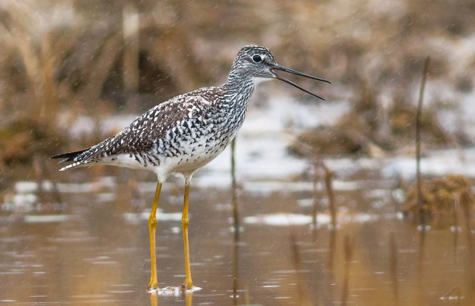 Greater Yellowlegs by Fyn Kynd