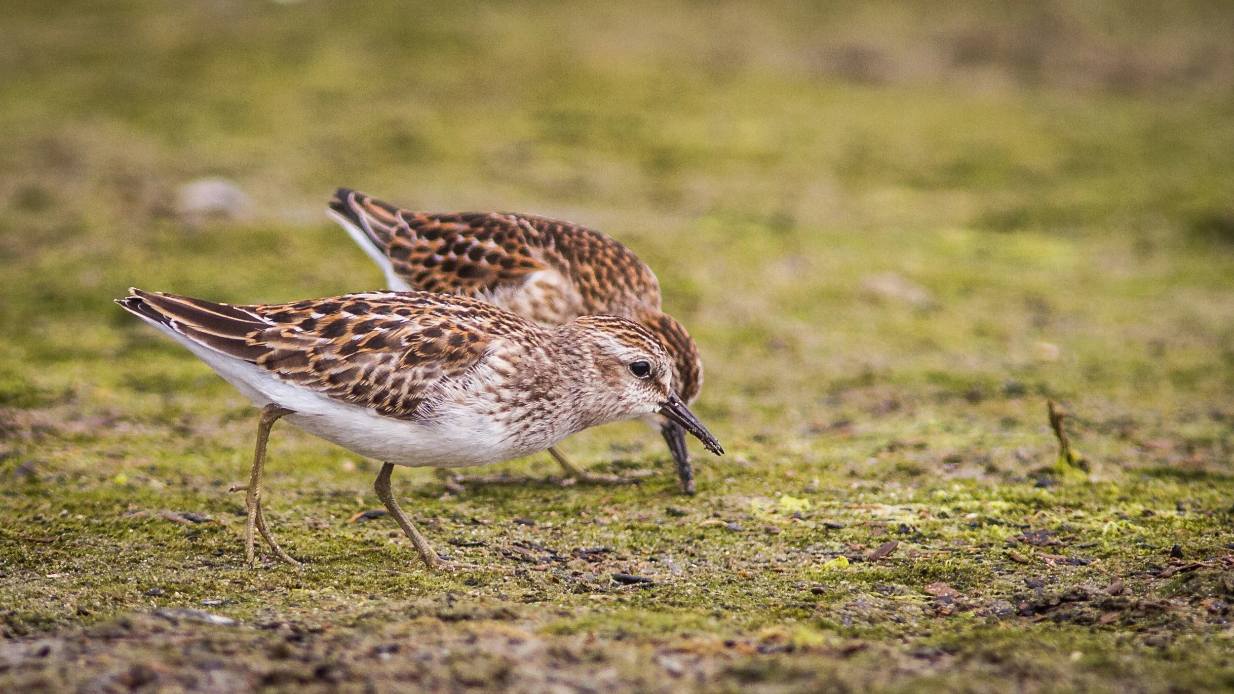 Least Sandpiper by Fyn Kynd