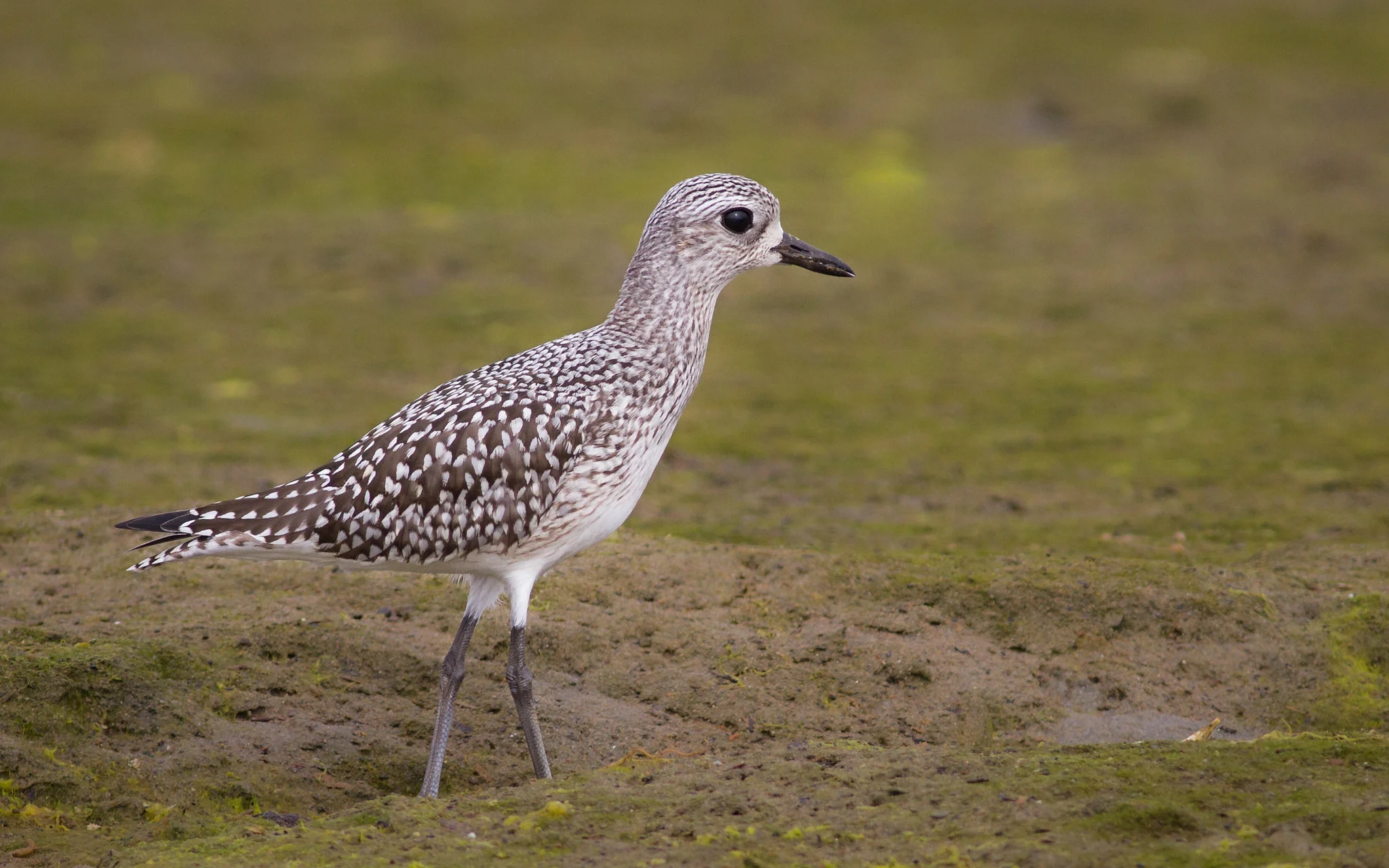 Black-bellied Plover by Fyn Kynd