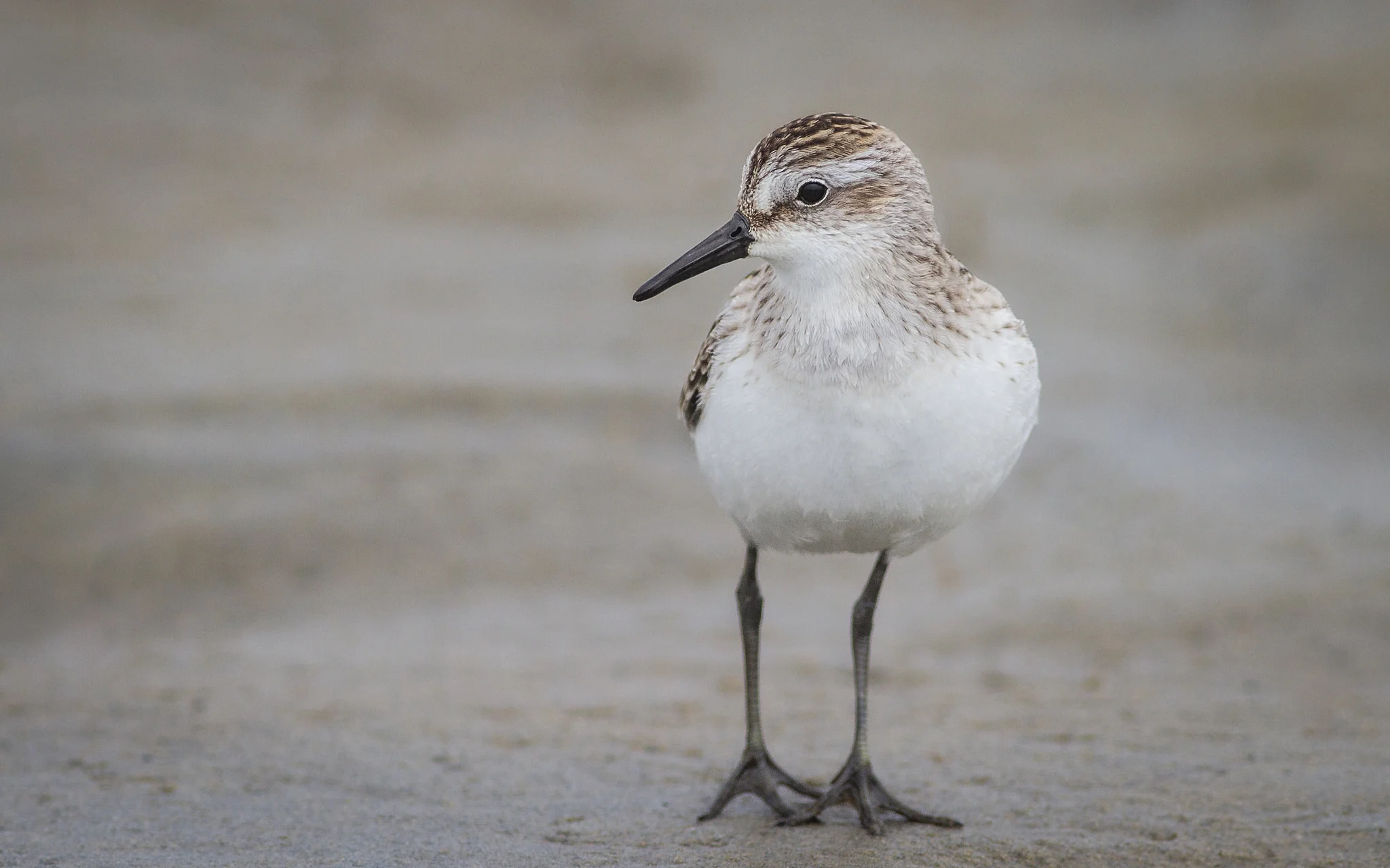 Semipalmated Sandpiper by Fyn Kynd