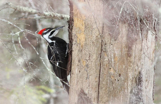 Pileated Woodpecker. Photo by Fyn Kynd.