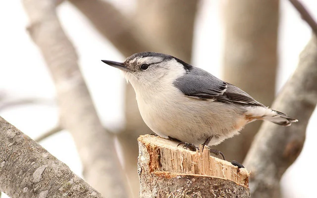 White-breasted Nuthatch. Photo by Fyn Kynd.