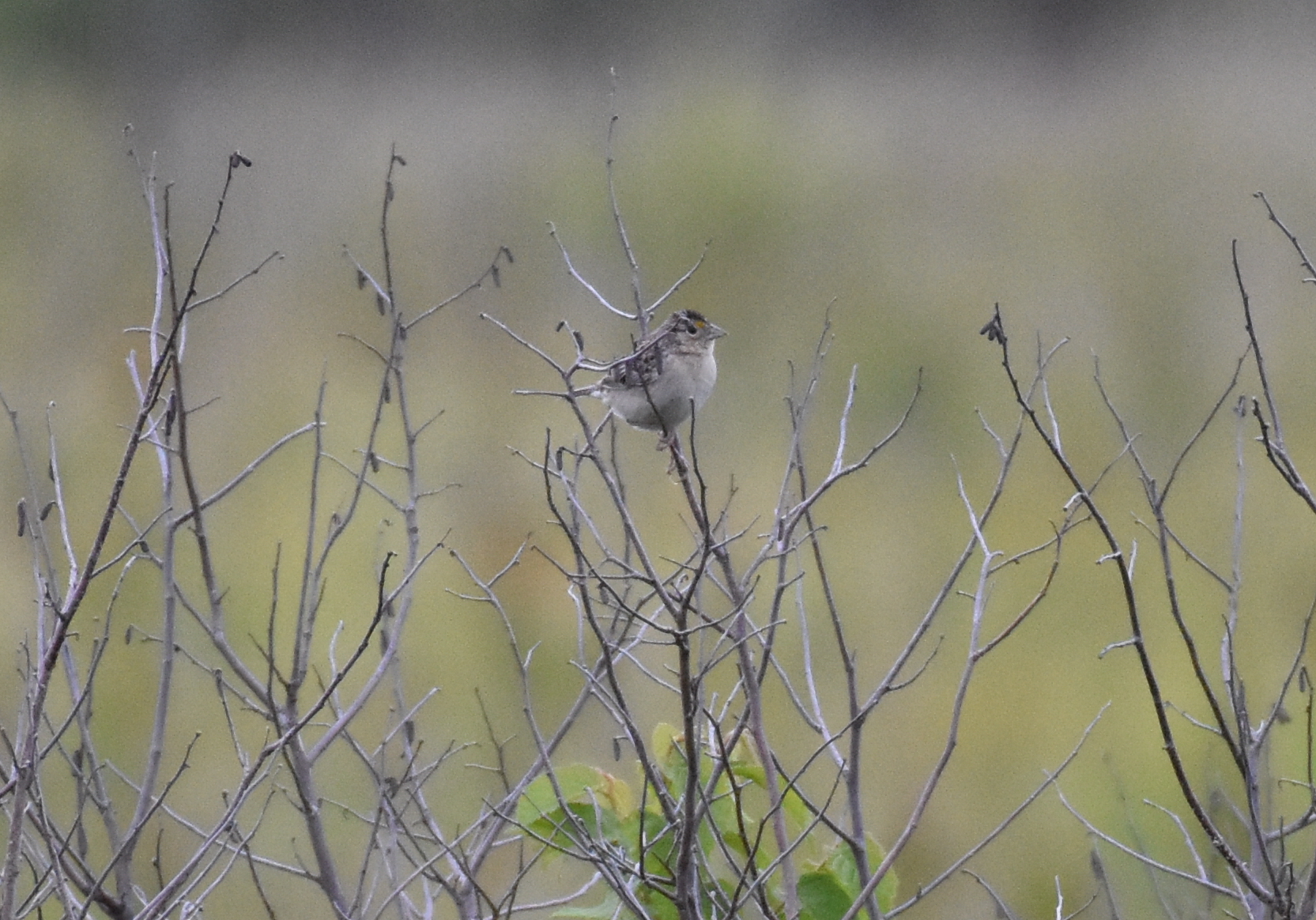 Grasshopper Sparrow