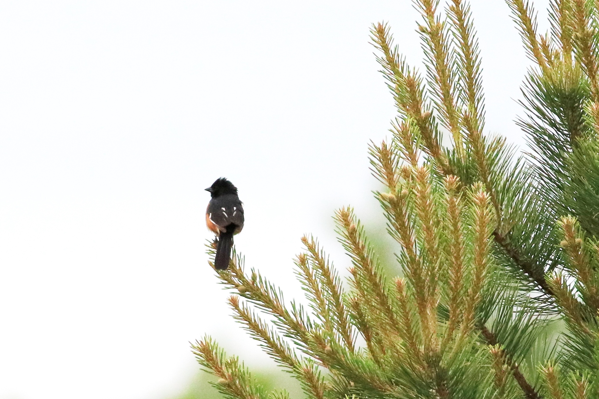 Eastern Towhee