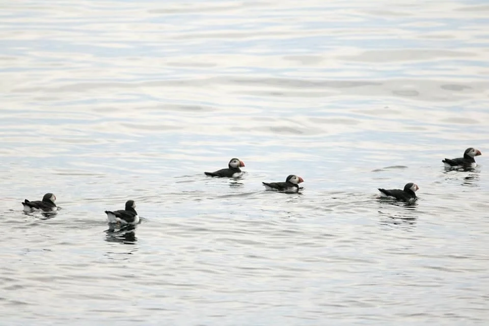 Sunset Puffin Cruise