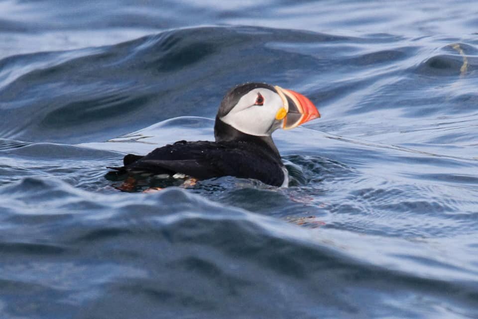 Atlantic Puffin - eBird