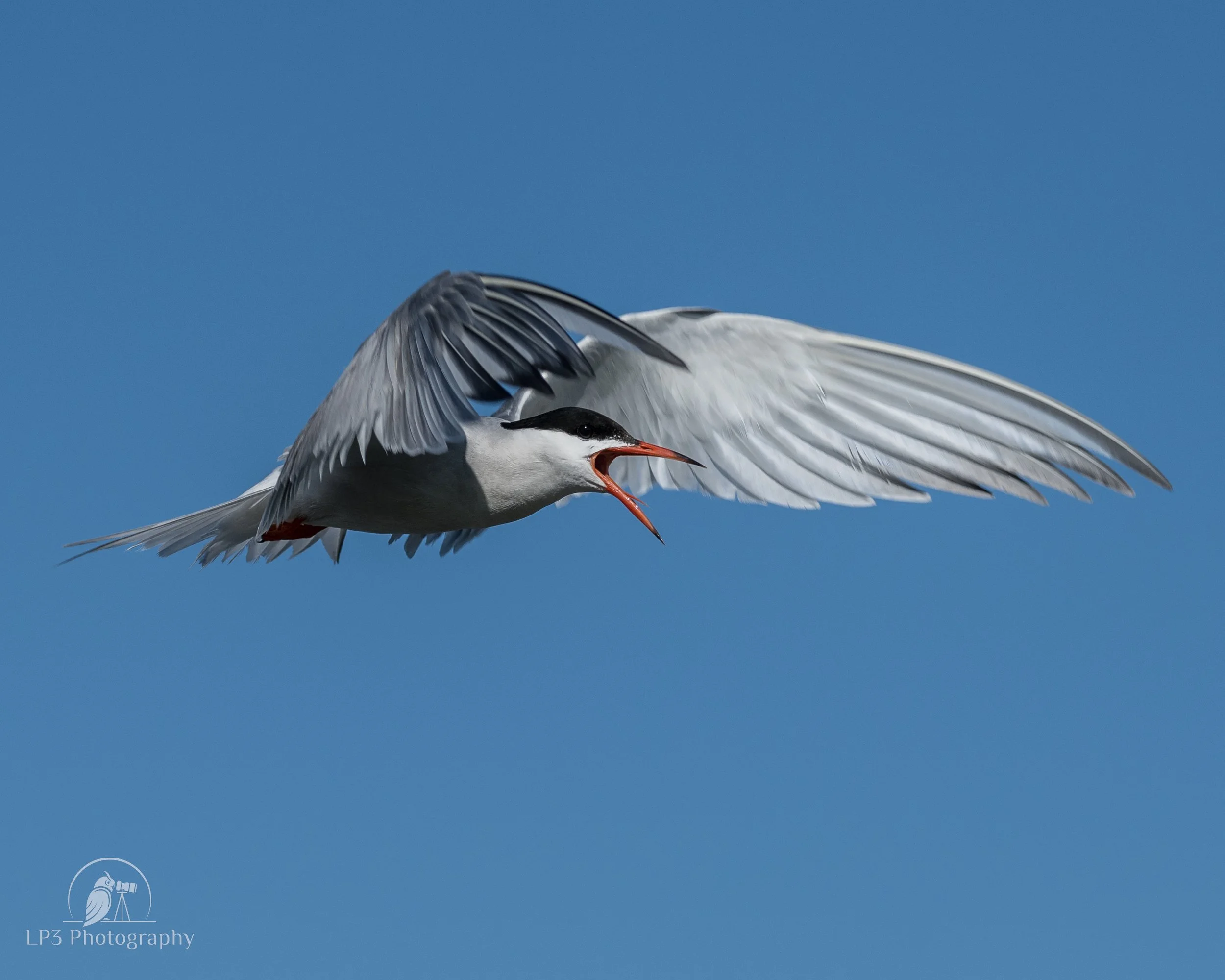 Stratton Island Trip Report - July 9, 2022