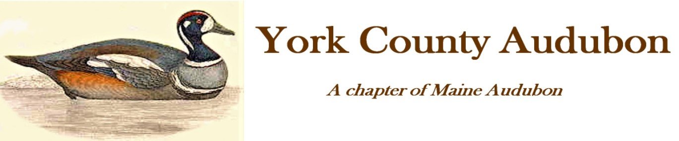 yca logo.jpg