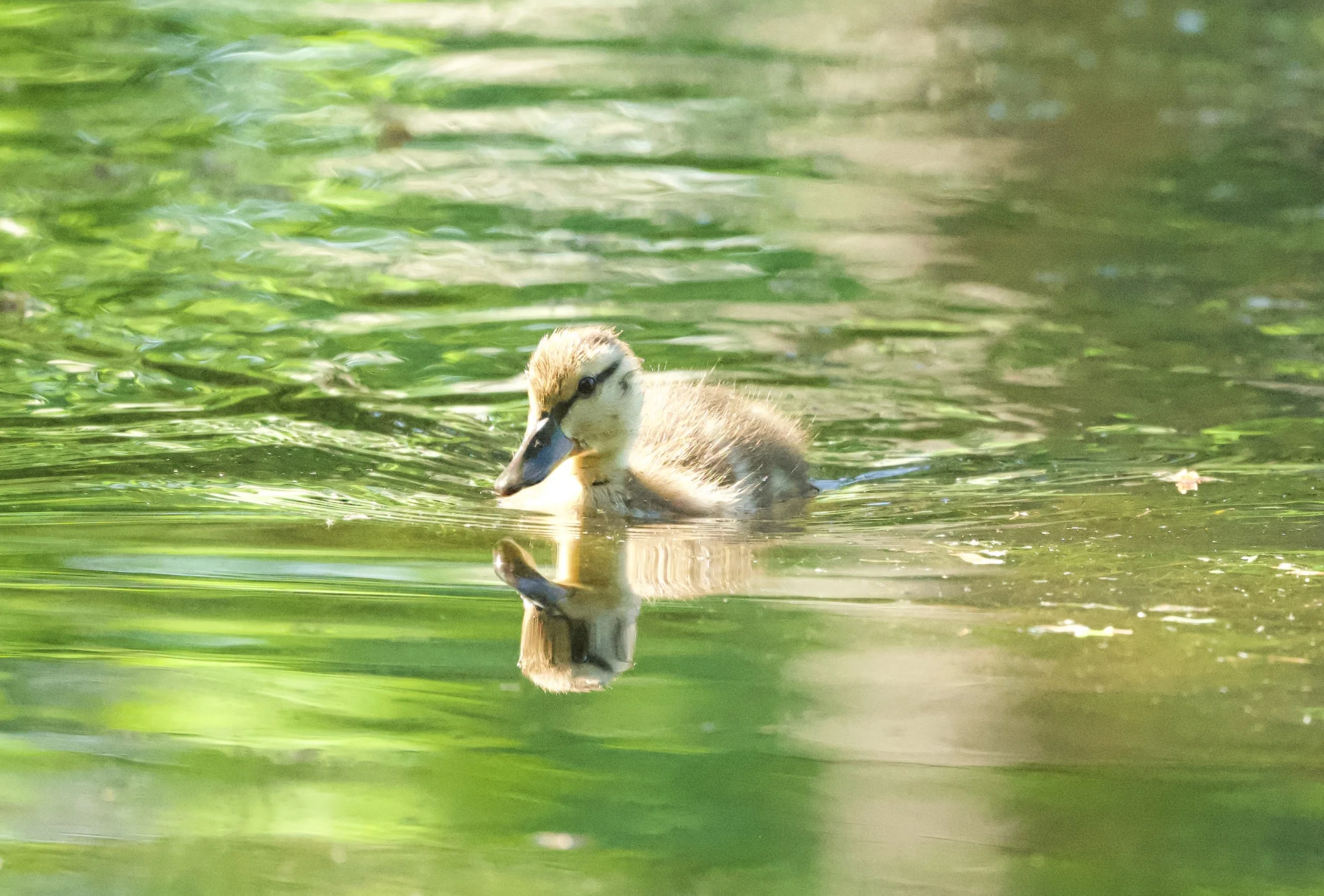 2024 Spring Migration at Evergreen Cemetery