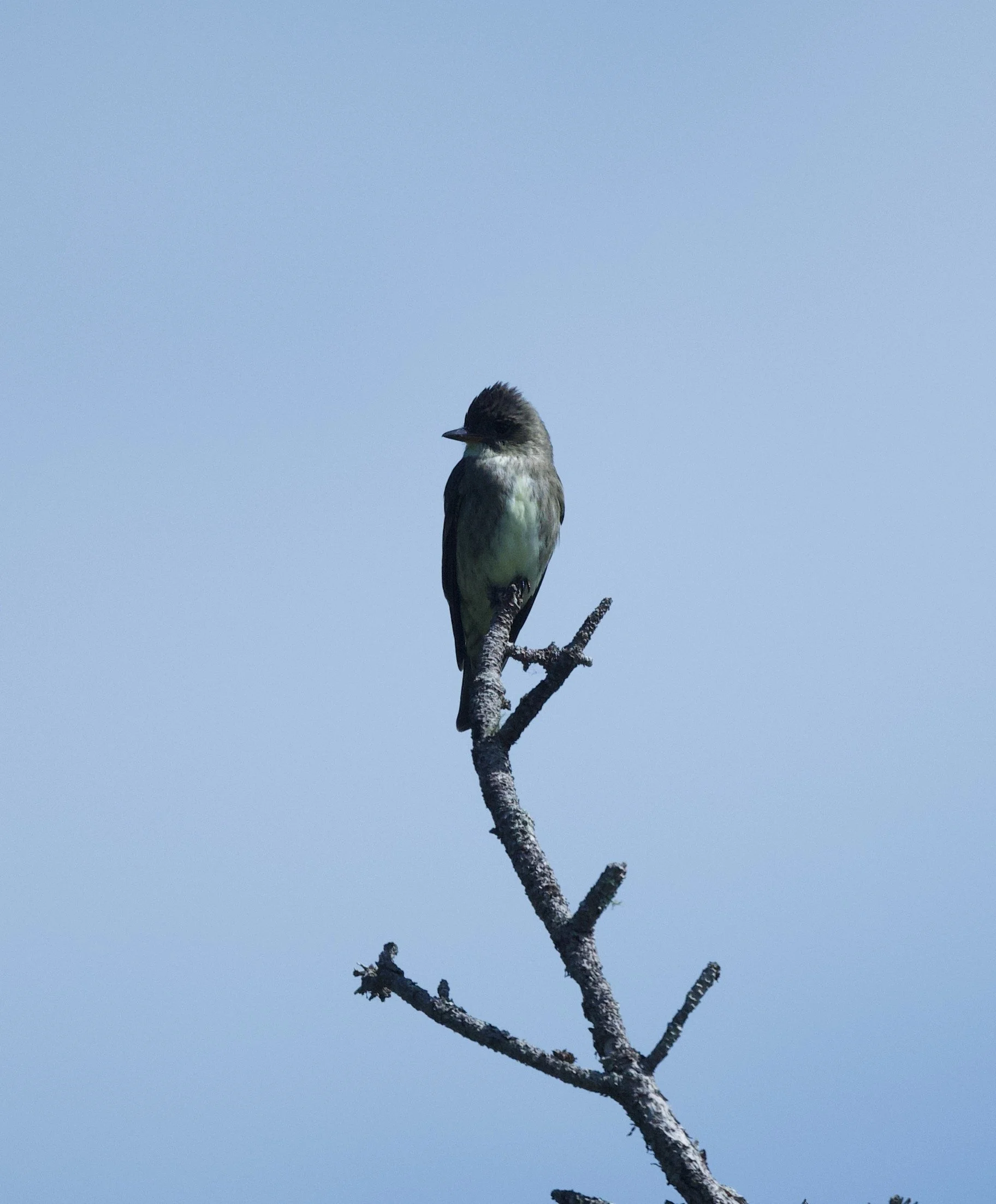 2025 Flycatcher Day at Evergreen Cemetery 