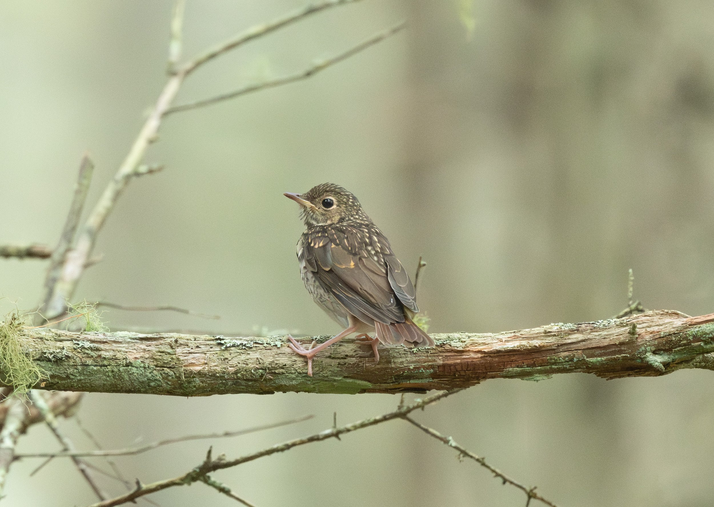 juvenile hermit thrush