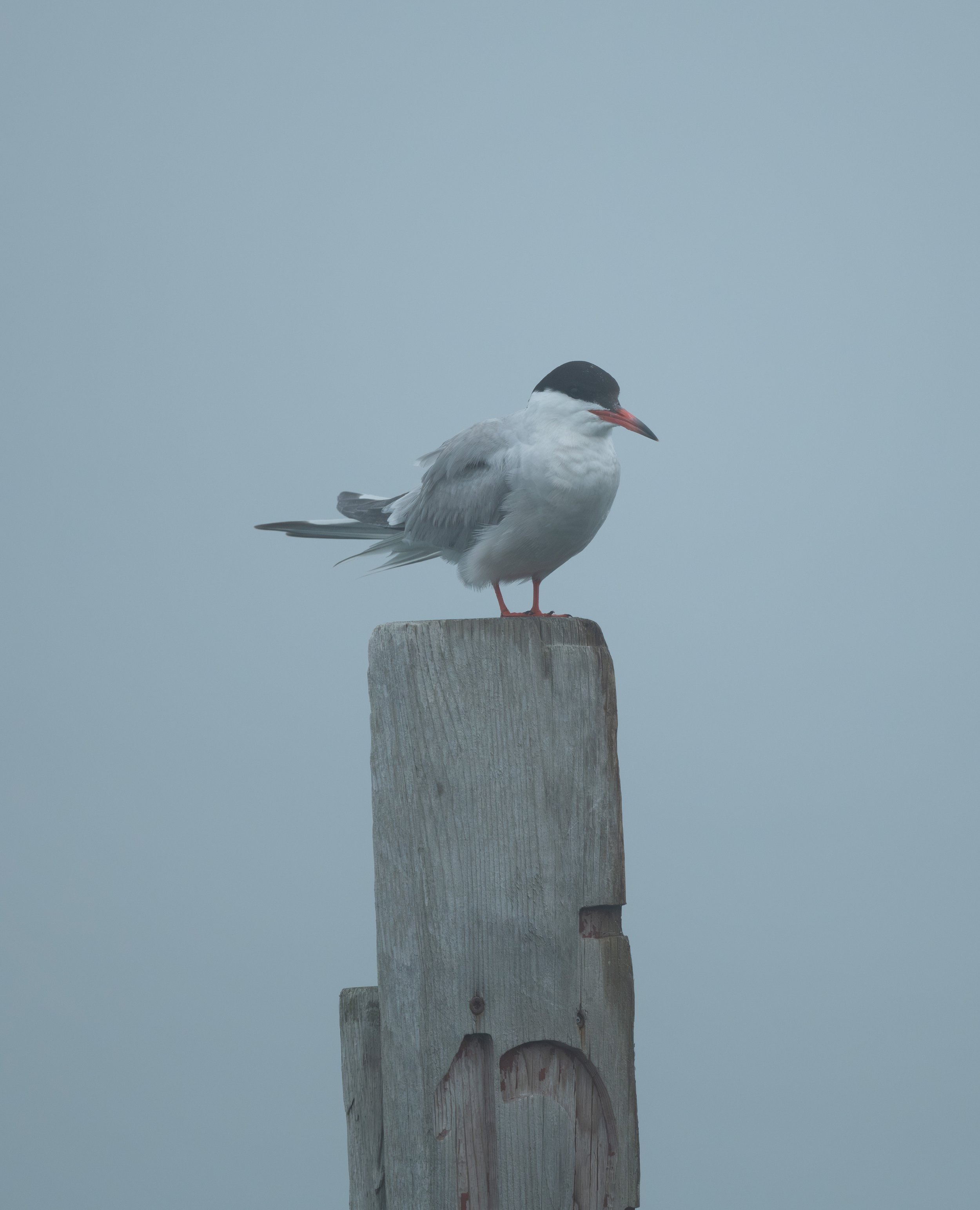 common tern