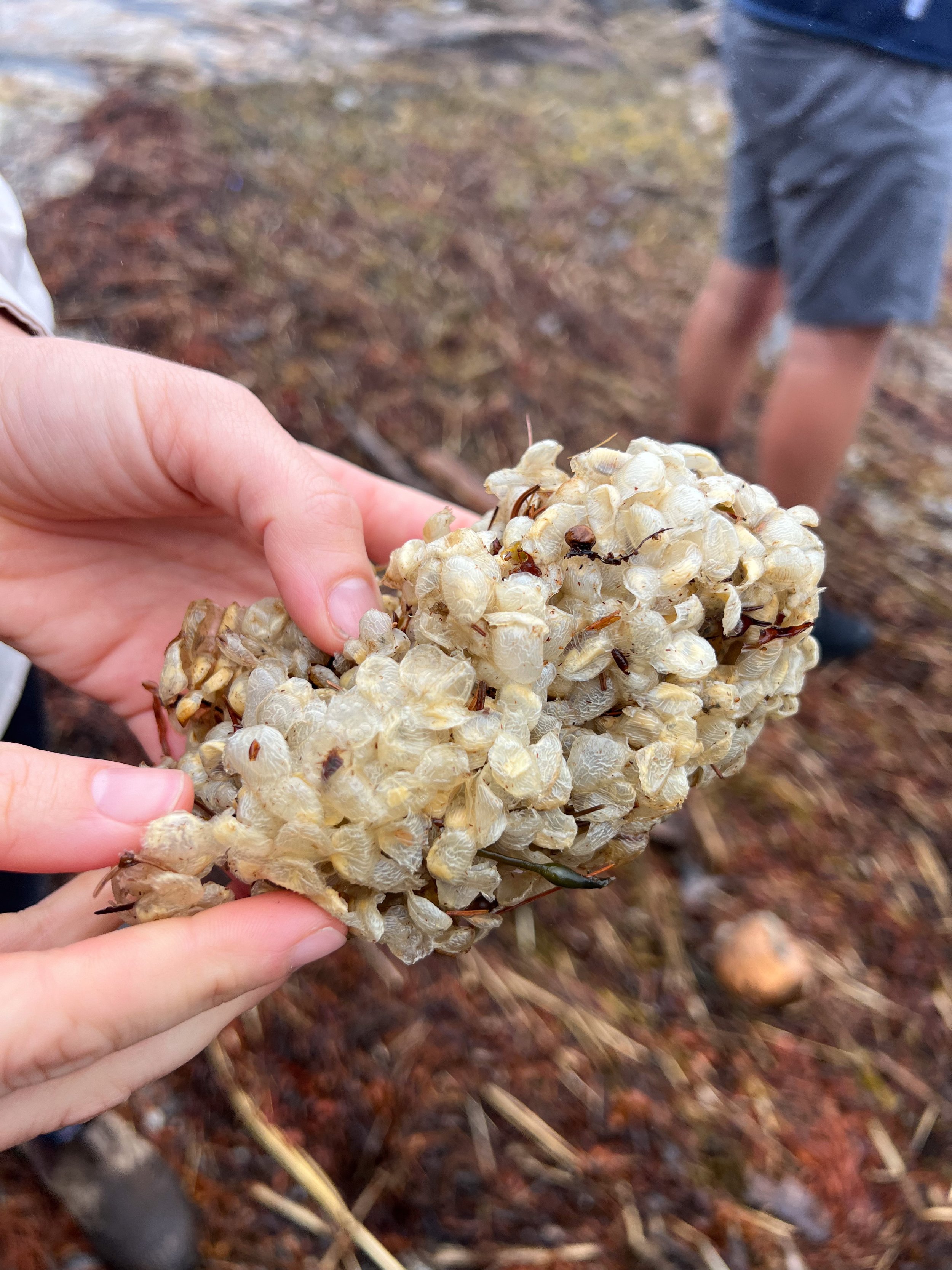 whelk egg shell casings