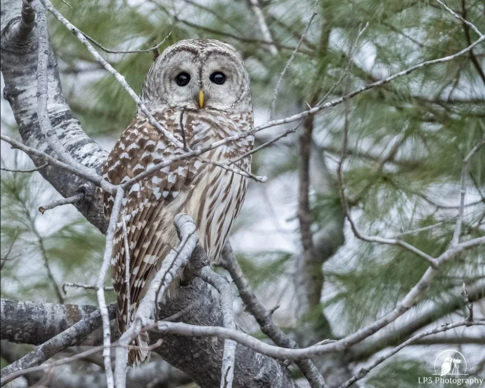 2025 Christmas Bird Count  