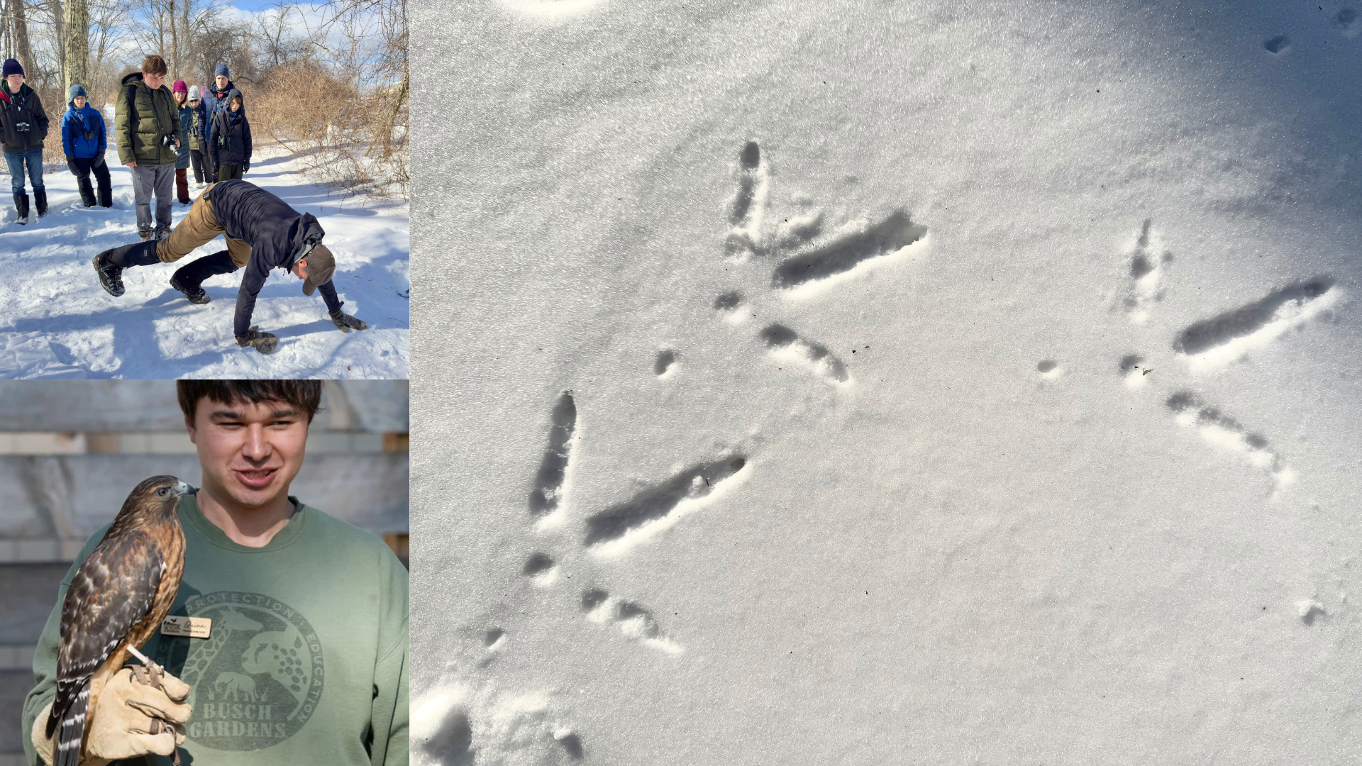 Wildlife Tracking and The Center For Wildlife with Dan Gardoqui 