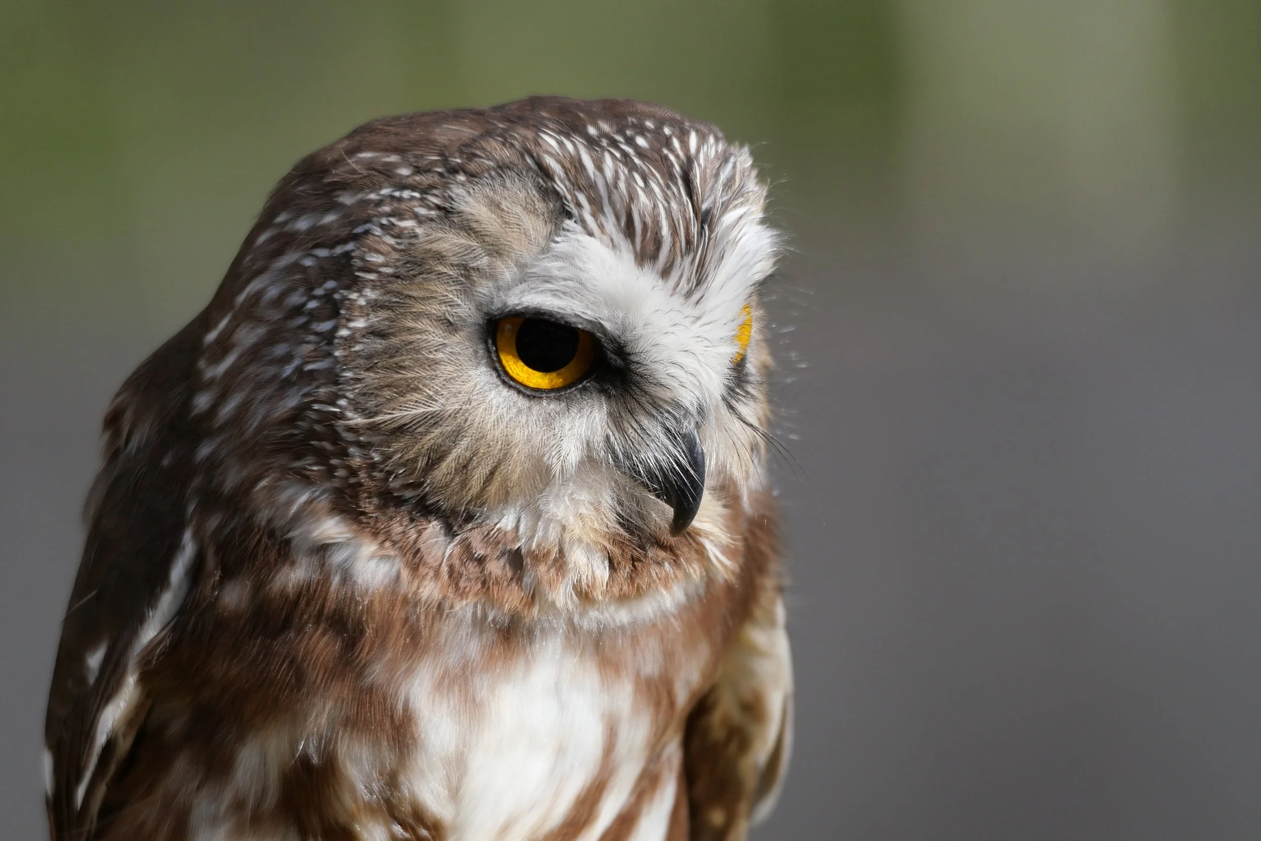 2026 Winter Tracking and Center for Wildlife