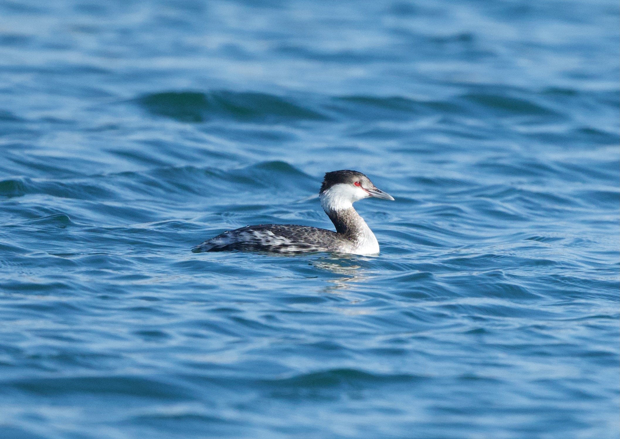 Came for the Owls, Stayed for the Ducks