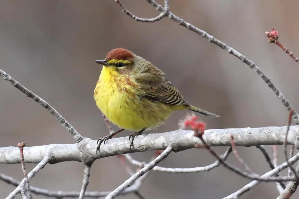 Spring Migration at Evergreen Cemetery