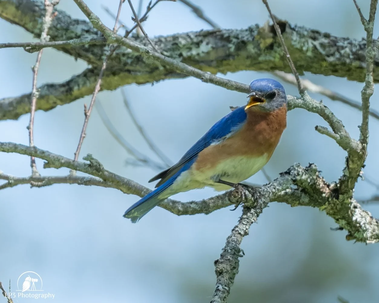 Spring Migration at Evergreen