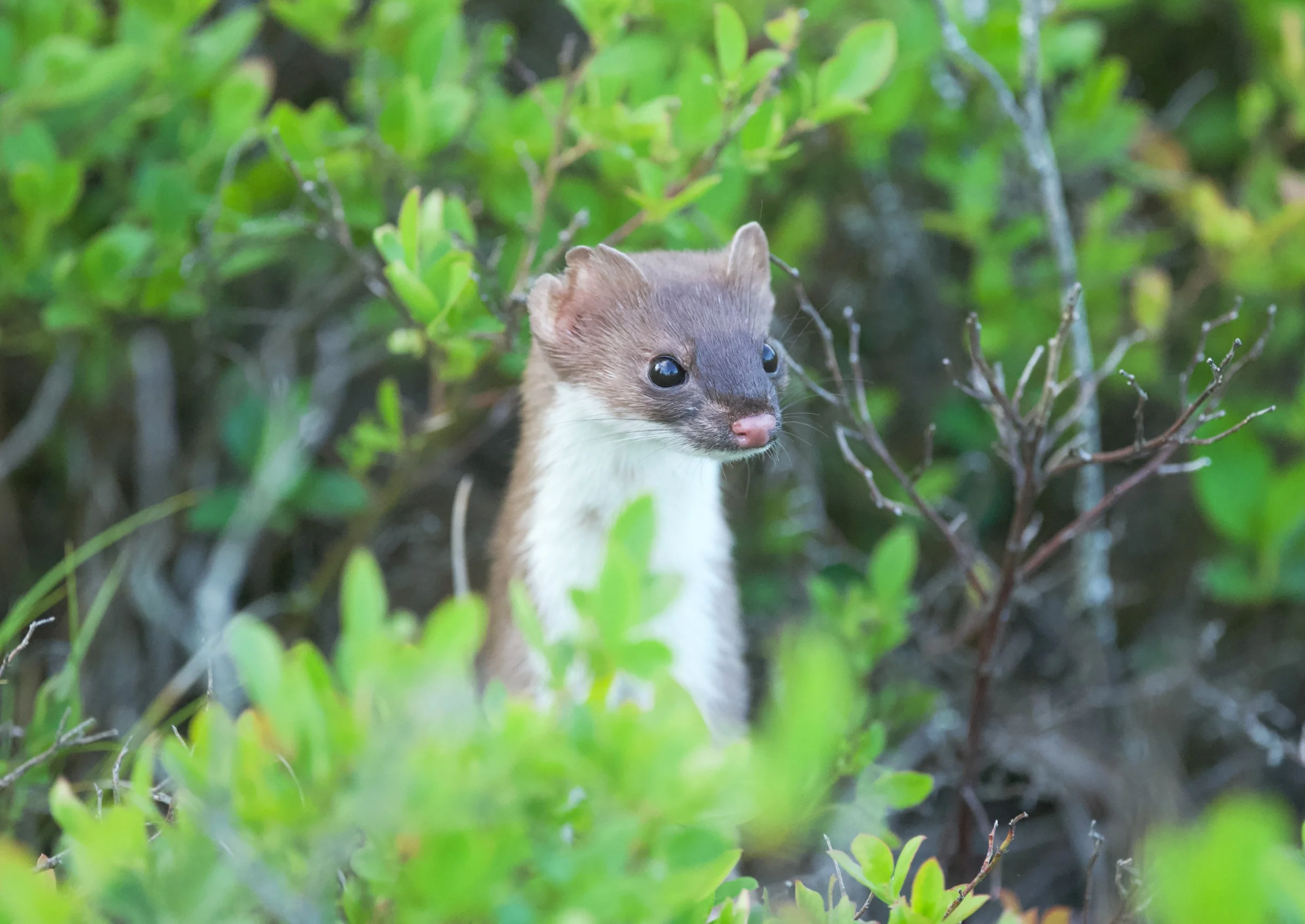 Kennebunk Plains Evening Walk: Pop Goes the Weasel!